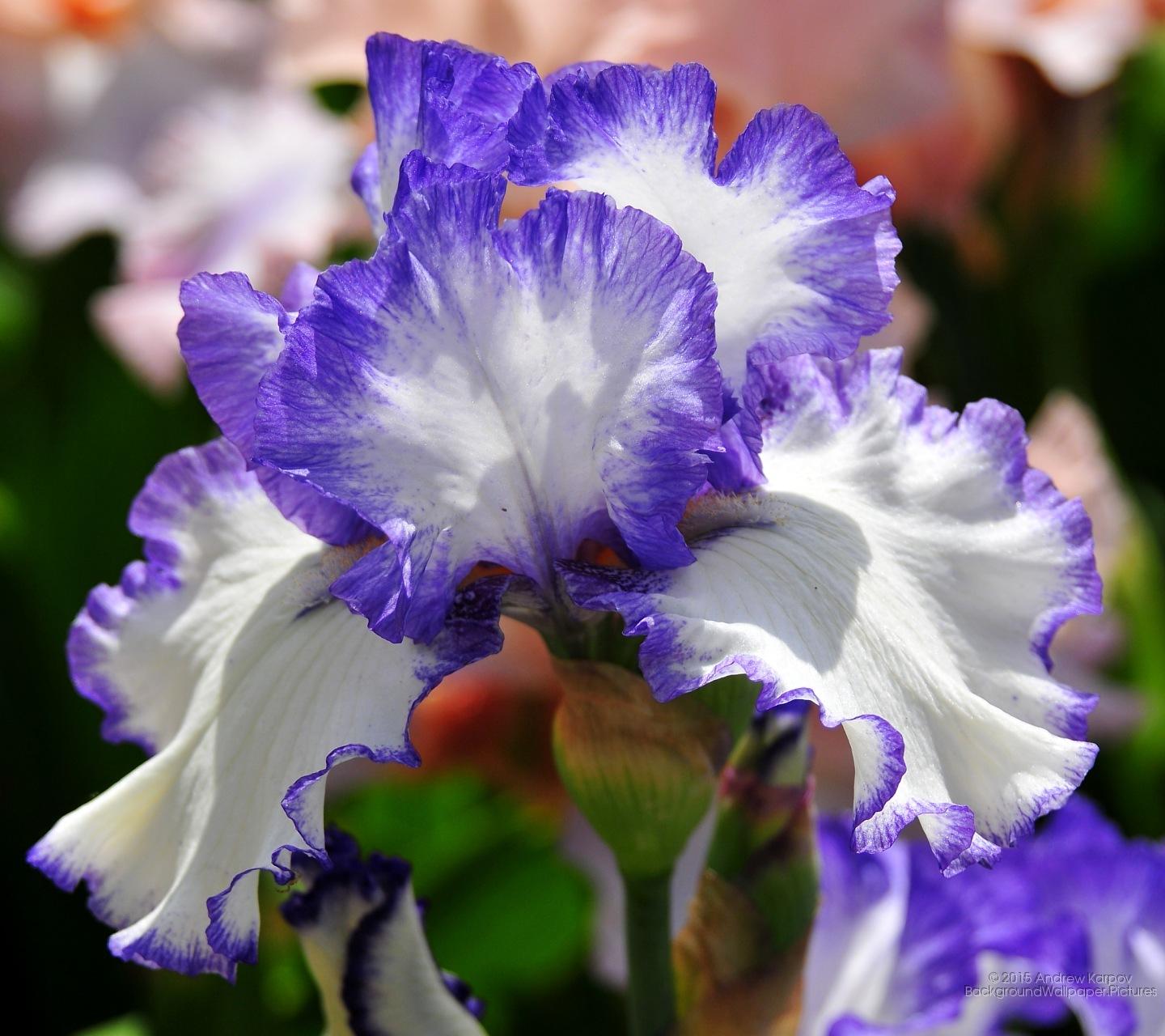 Samsung Galaxy J7: Iris Flower wallpaper Galaxy