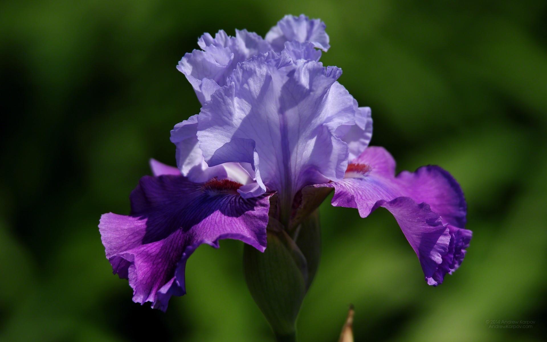 Iris Flower Wallpaper