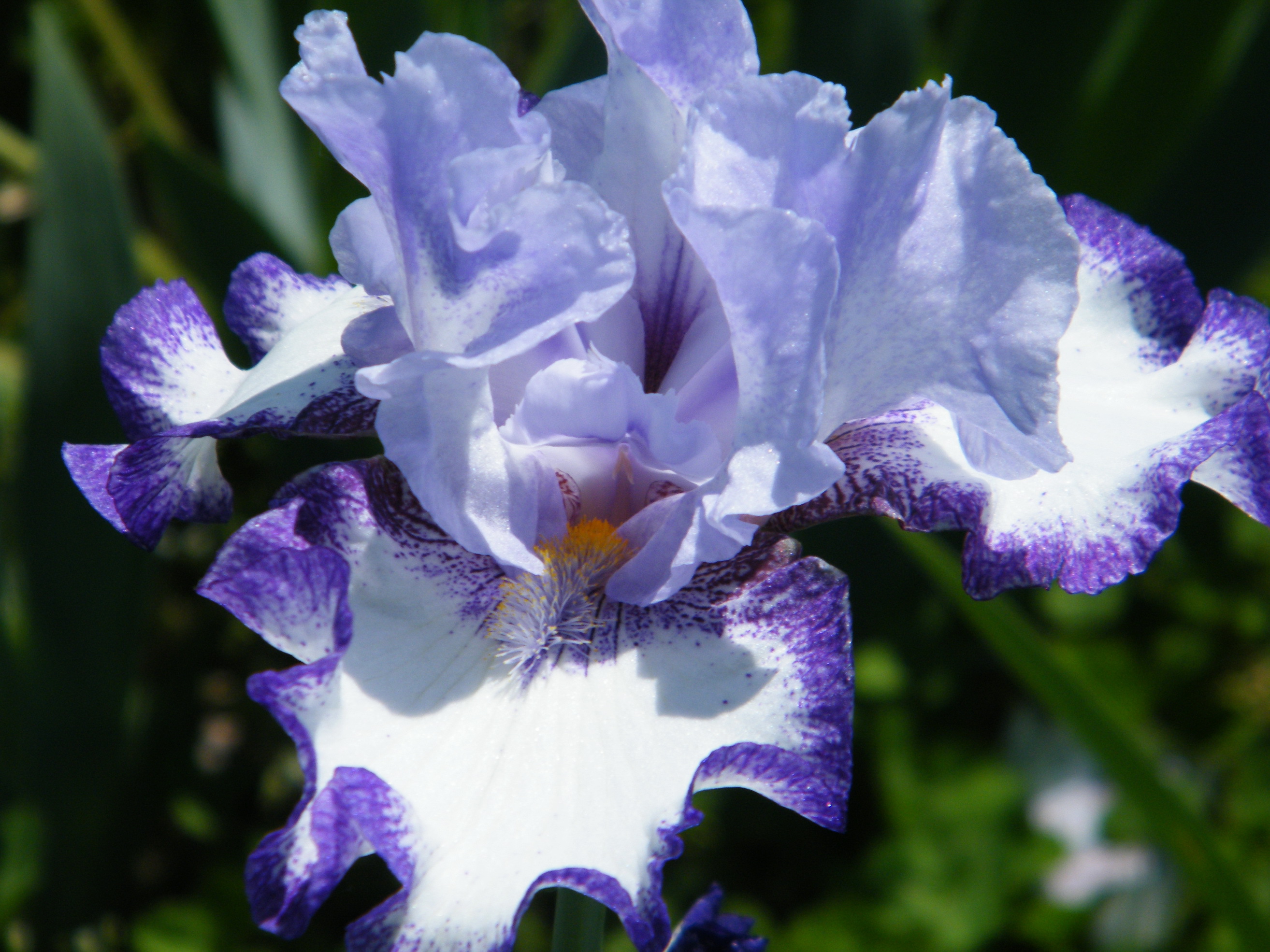 Beautiful irises at their summer cottage wallpaper