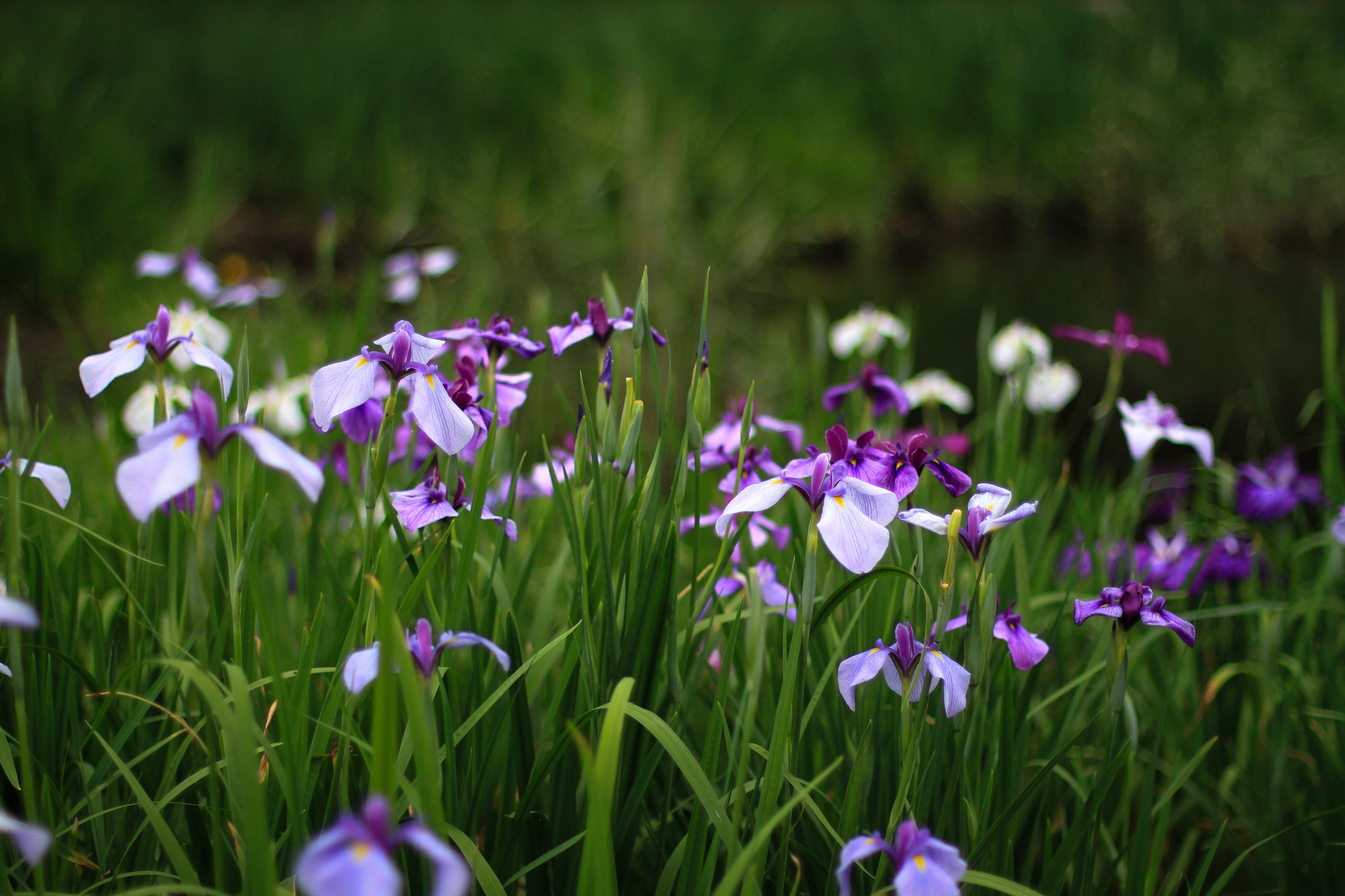 In the garden of beautiful flowers irises wallpaper