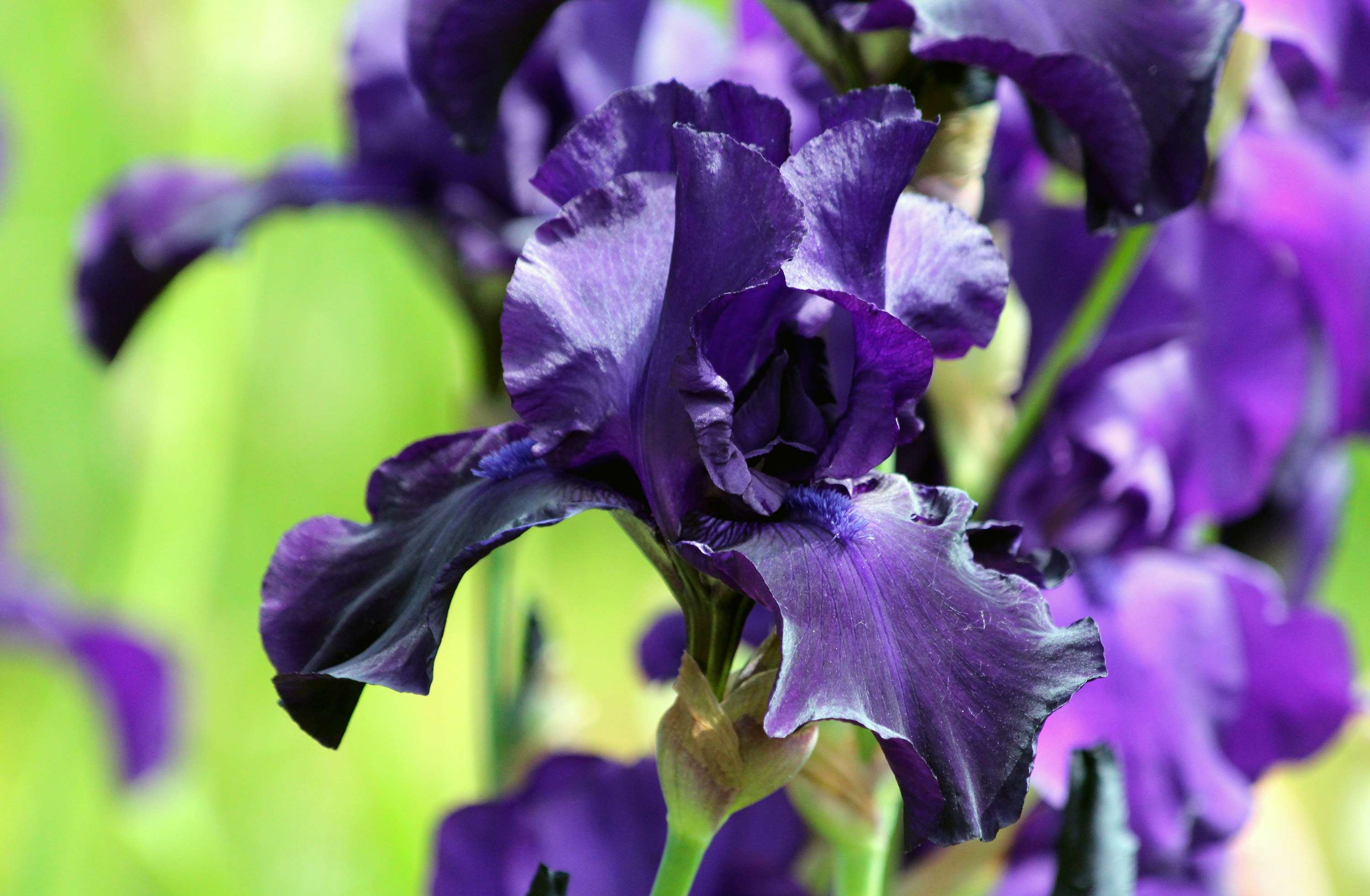 beautiful, beautiful flower, bloom, blue iris
