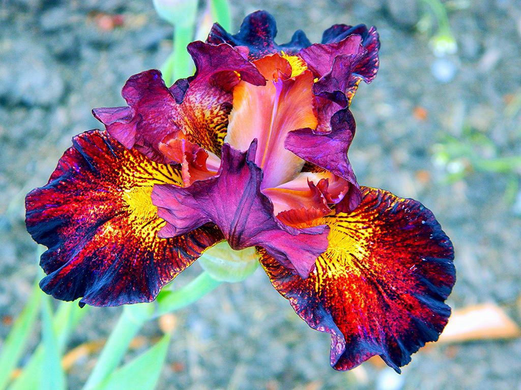 Iris Wallpaper High Quality