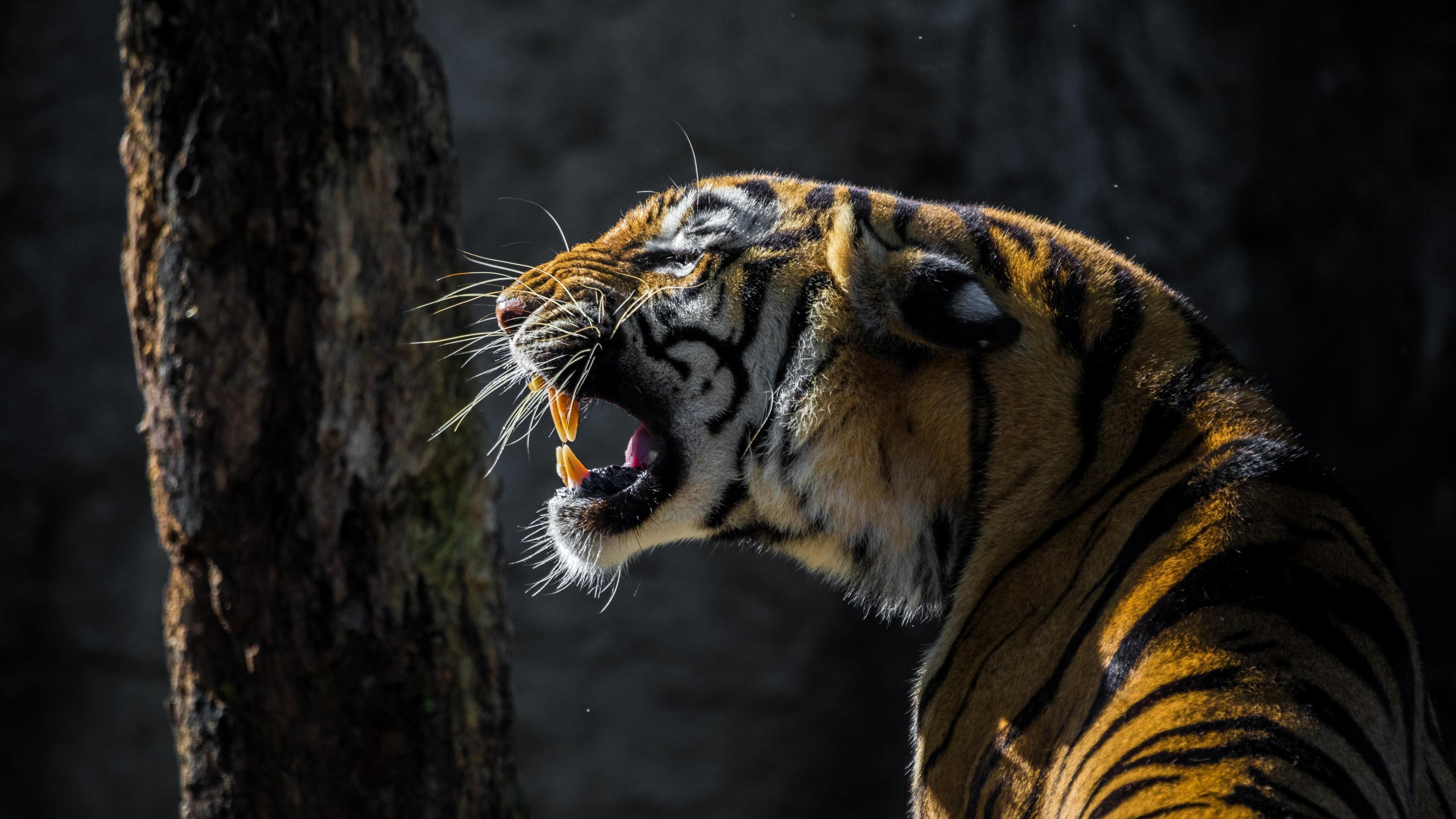 Download 3840x2160 wallpaper tiger, roar, wild animal, 4k