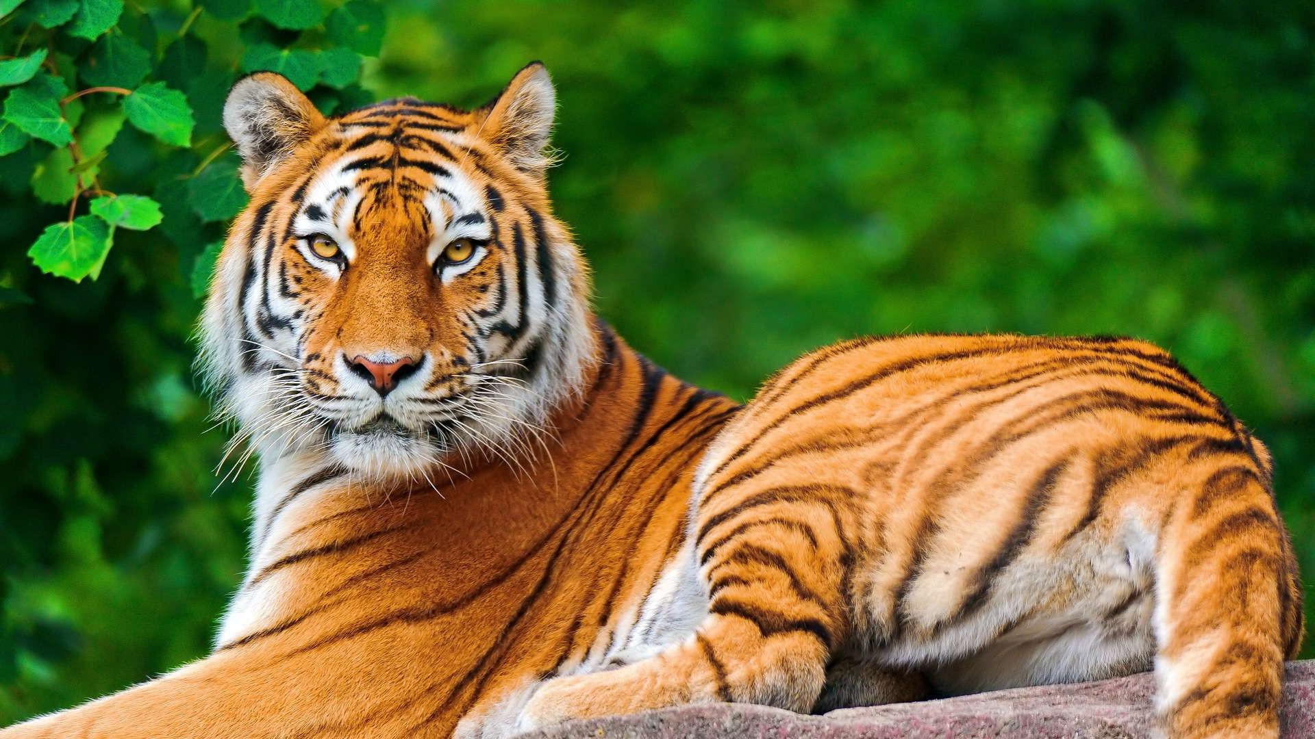 nature, Animals, Tiger, Big Cats Wallpaper HD / Desktop