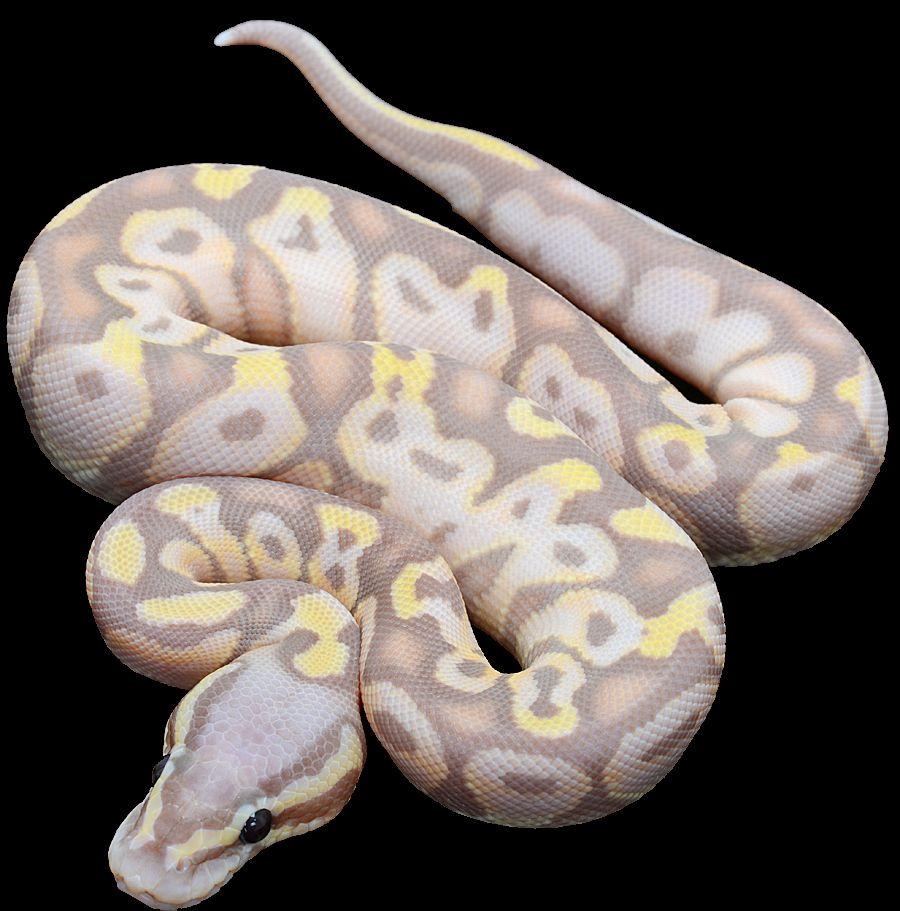 ball pythons online. Ball python morphs, Pythons
