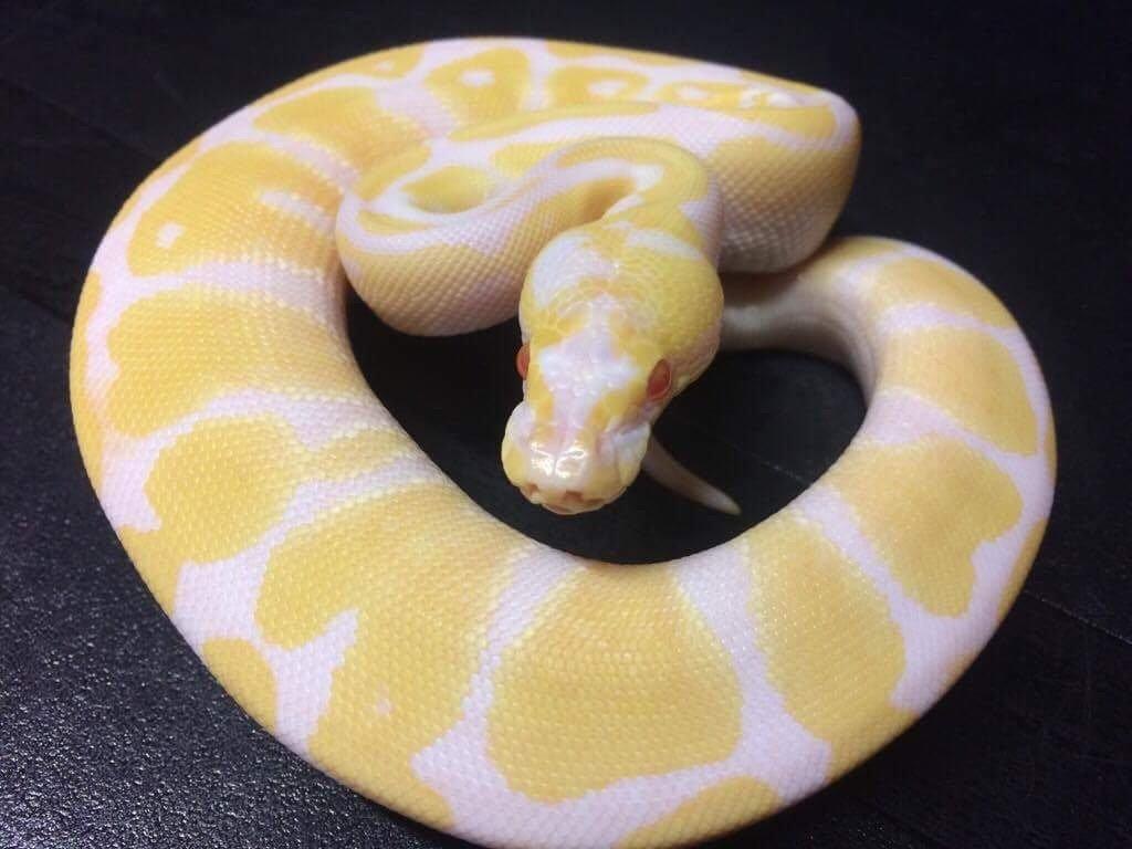 Meet Winry! Our first ball python week old albino