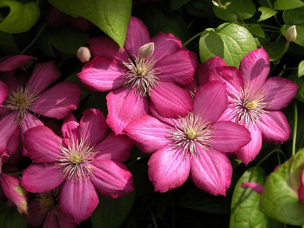 Clematis Flowers Beautiful Dual Monitor Background