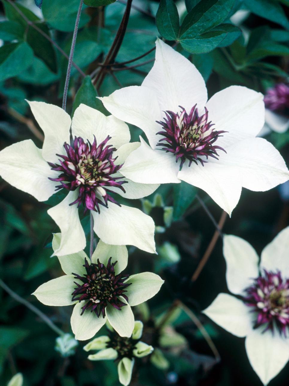 Clematis Flower Wallpapers - Wallpaper Cave