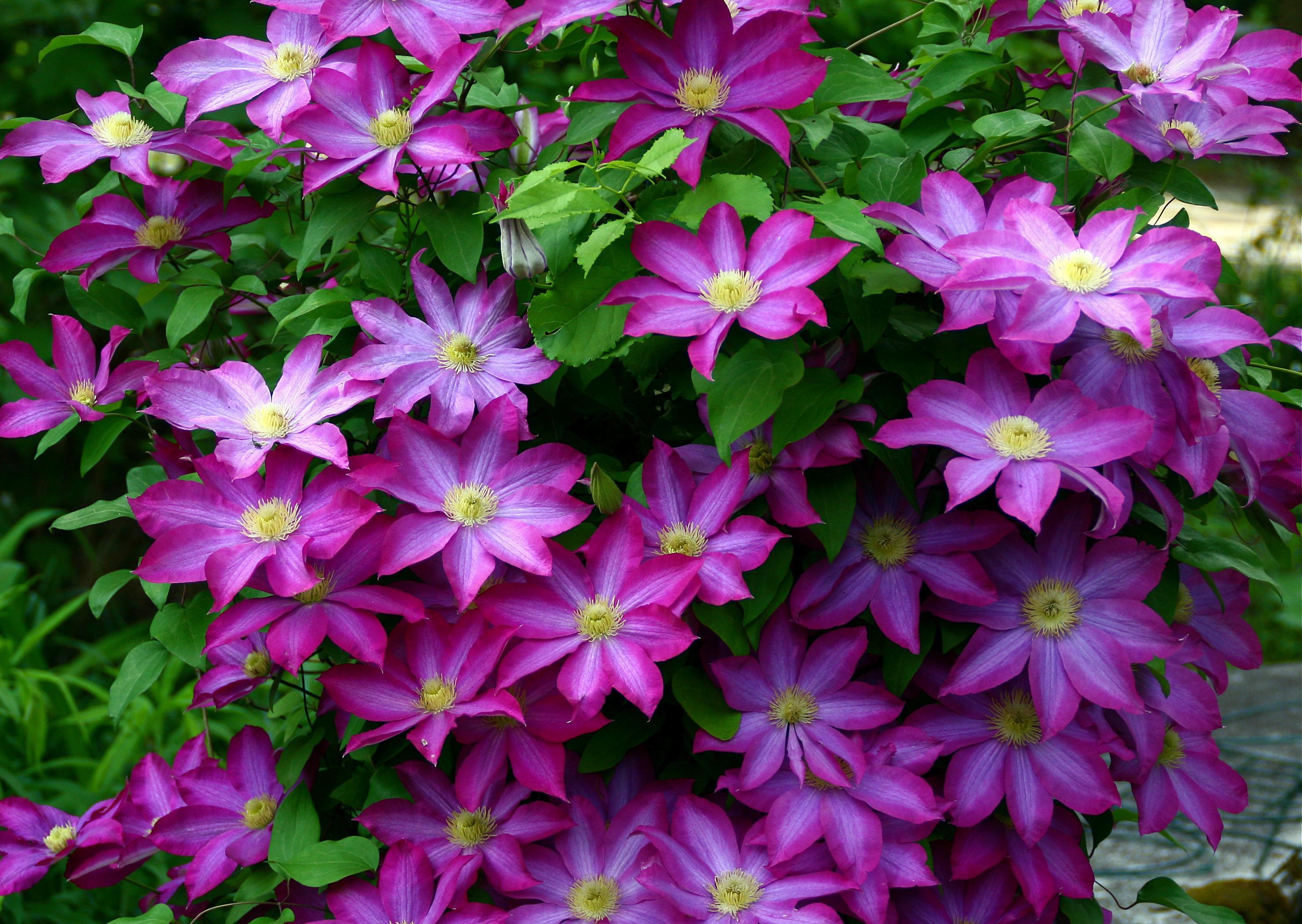 Best Flowers Wallpaper: Clematis, 494937, Flowers