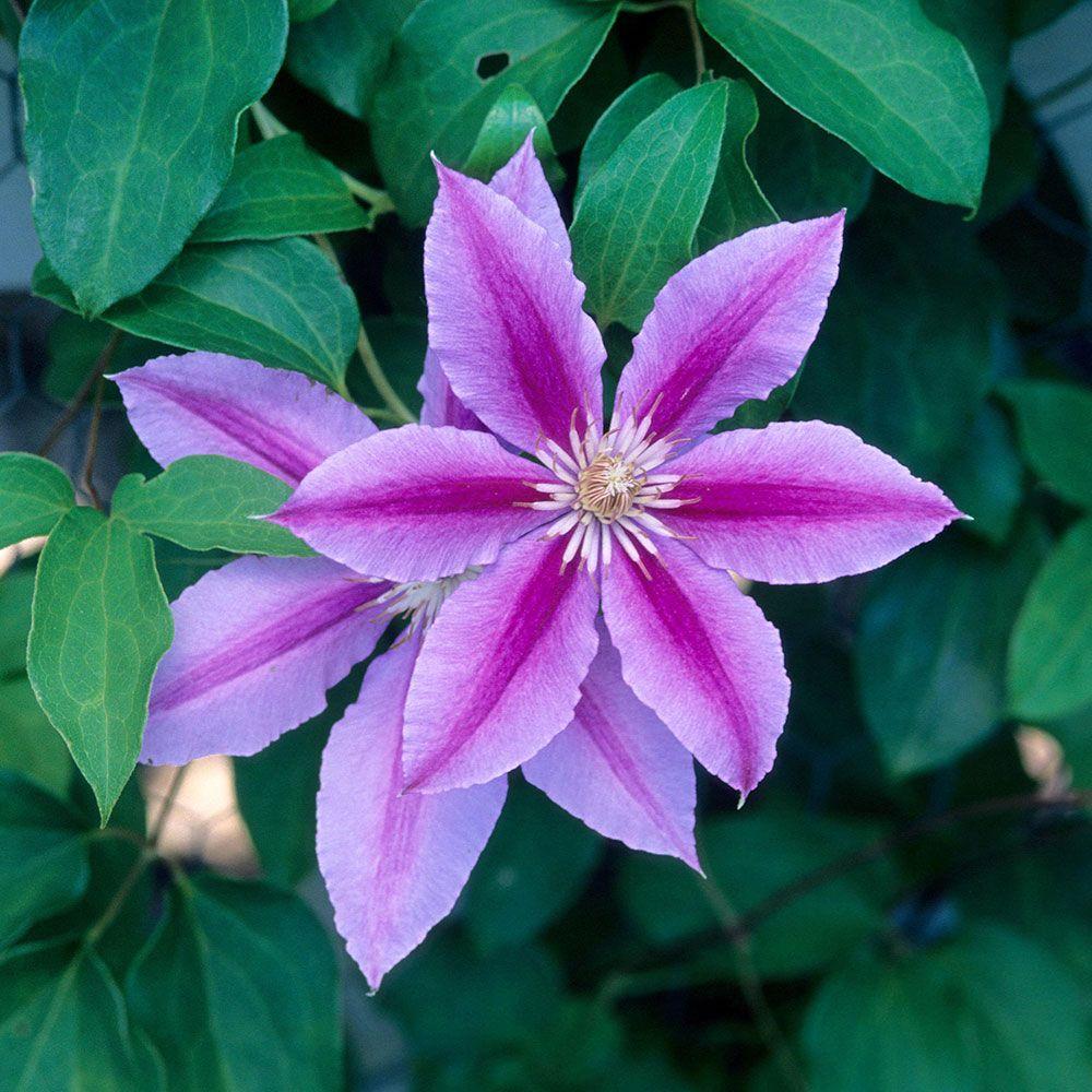 Clematis Flower Wallpapers - Wallpaper Cave