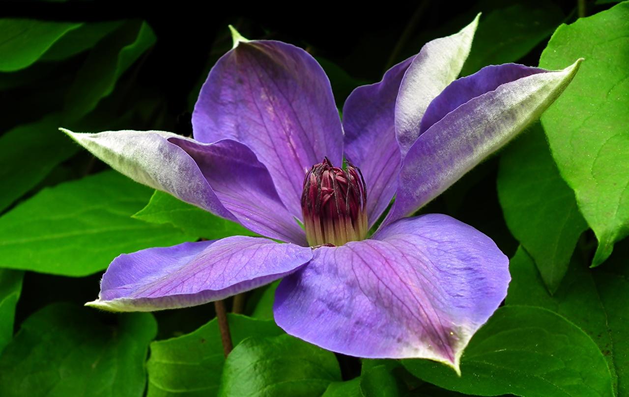 Wallpaper Violet Flowers Clematis Closeup