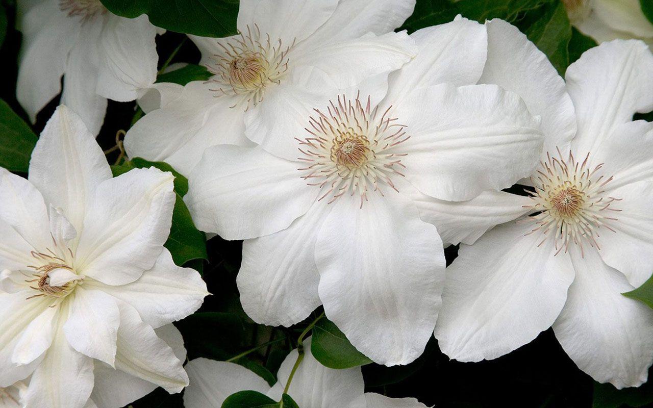 Clematis Flower Wallpapers - Wallpaper Cave