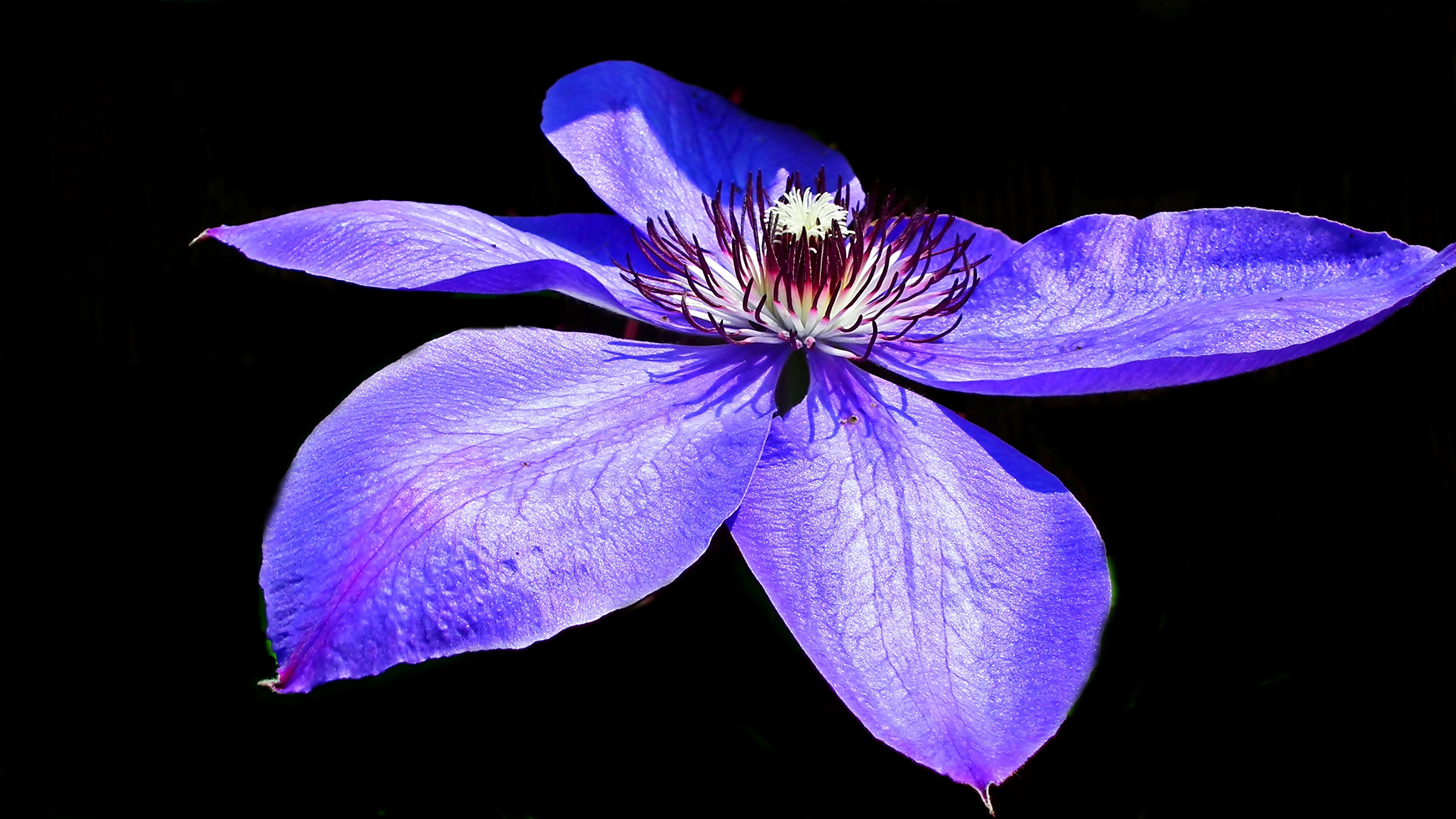 Image Blue Violet Petals Flowers Clematis Closeup Black