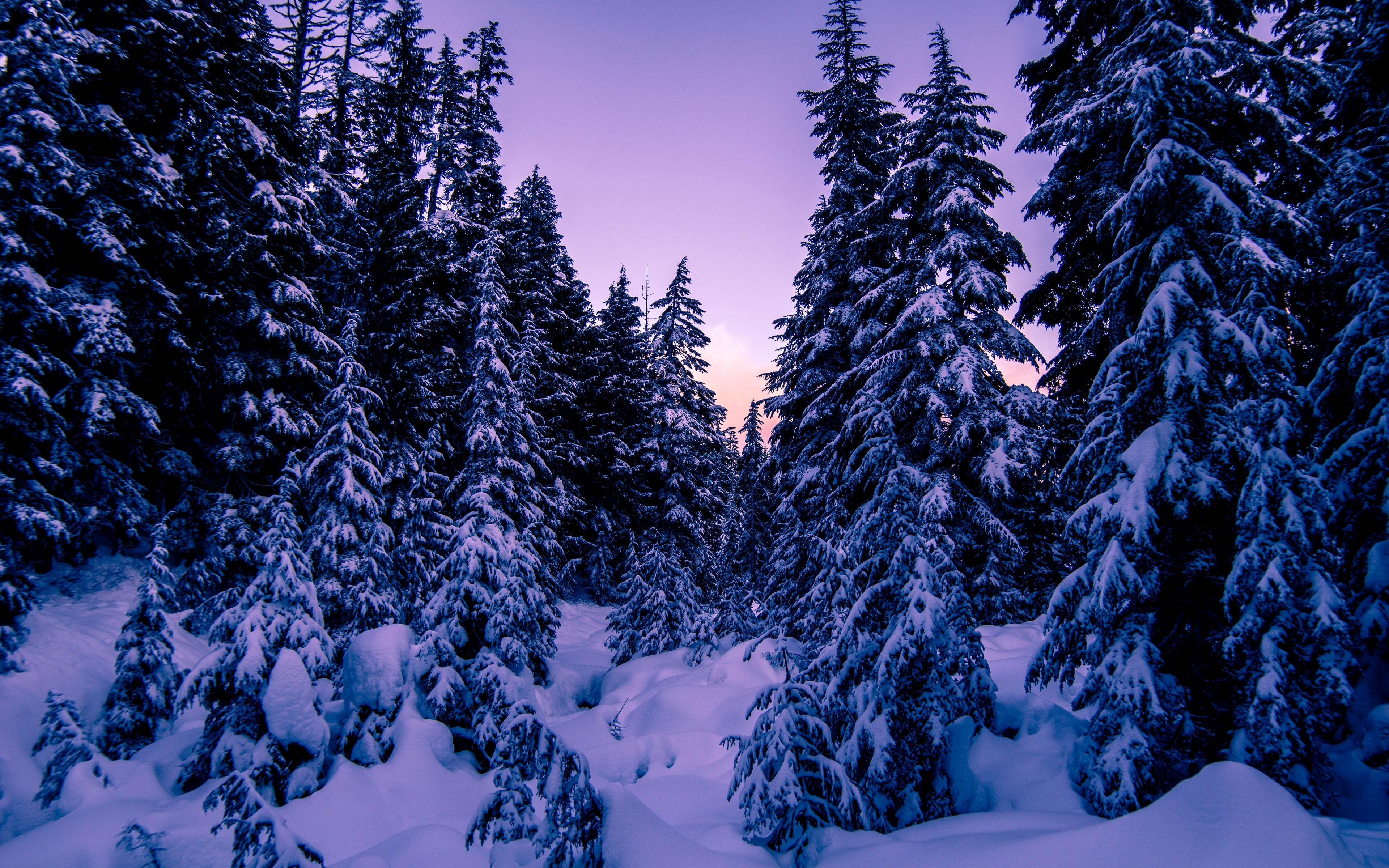 Download wallpaper 3840x2400 fir, snow, winter, evening 4k