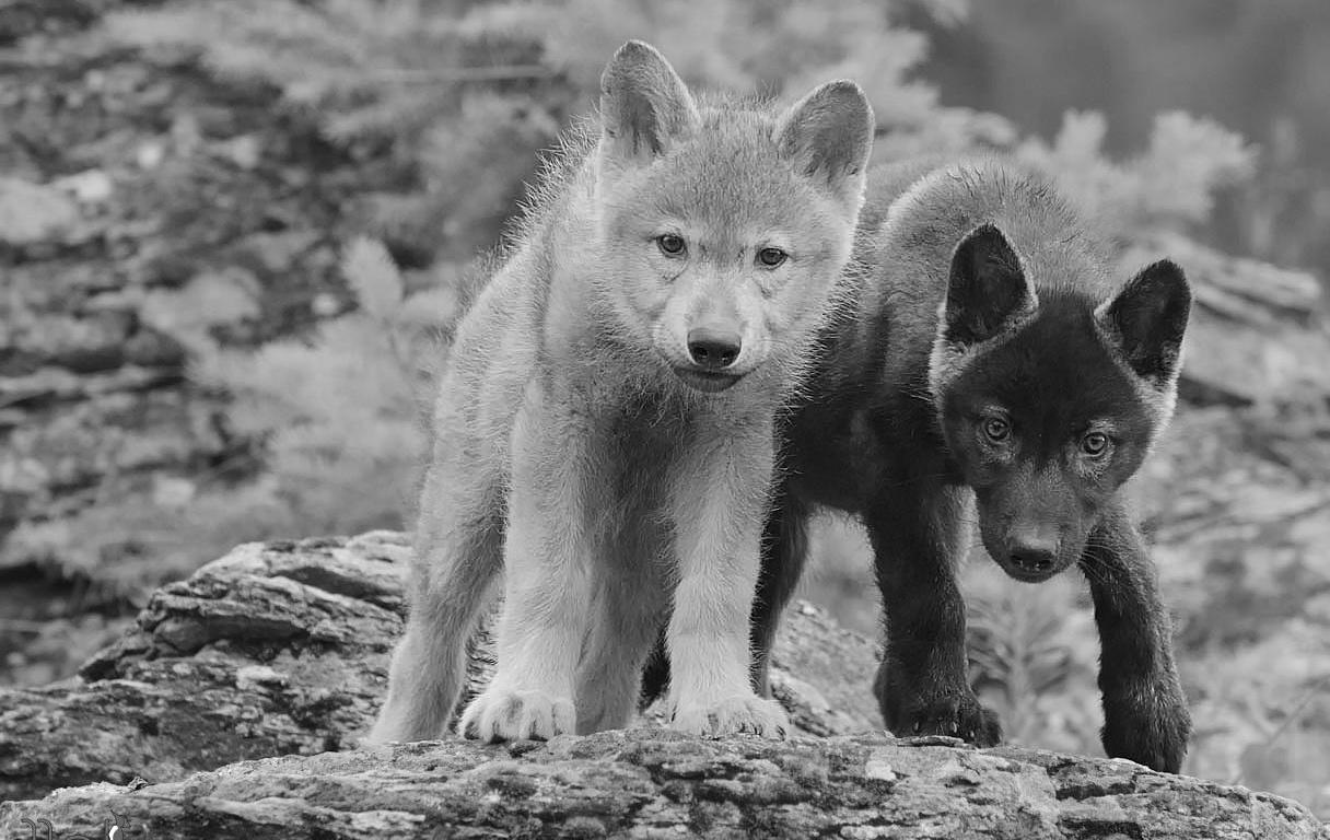 Quality Gray Wolf Pups Picture on Animal Picture Society