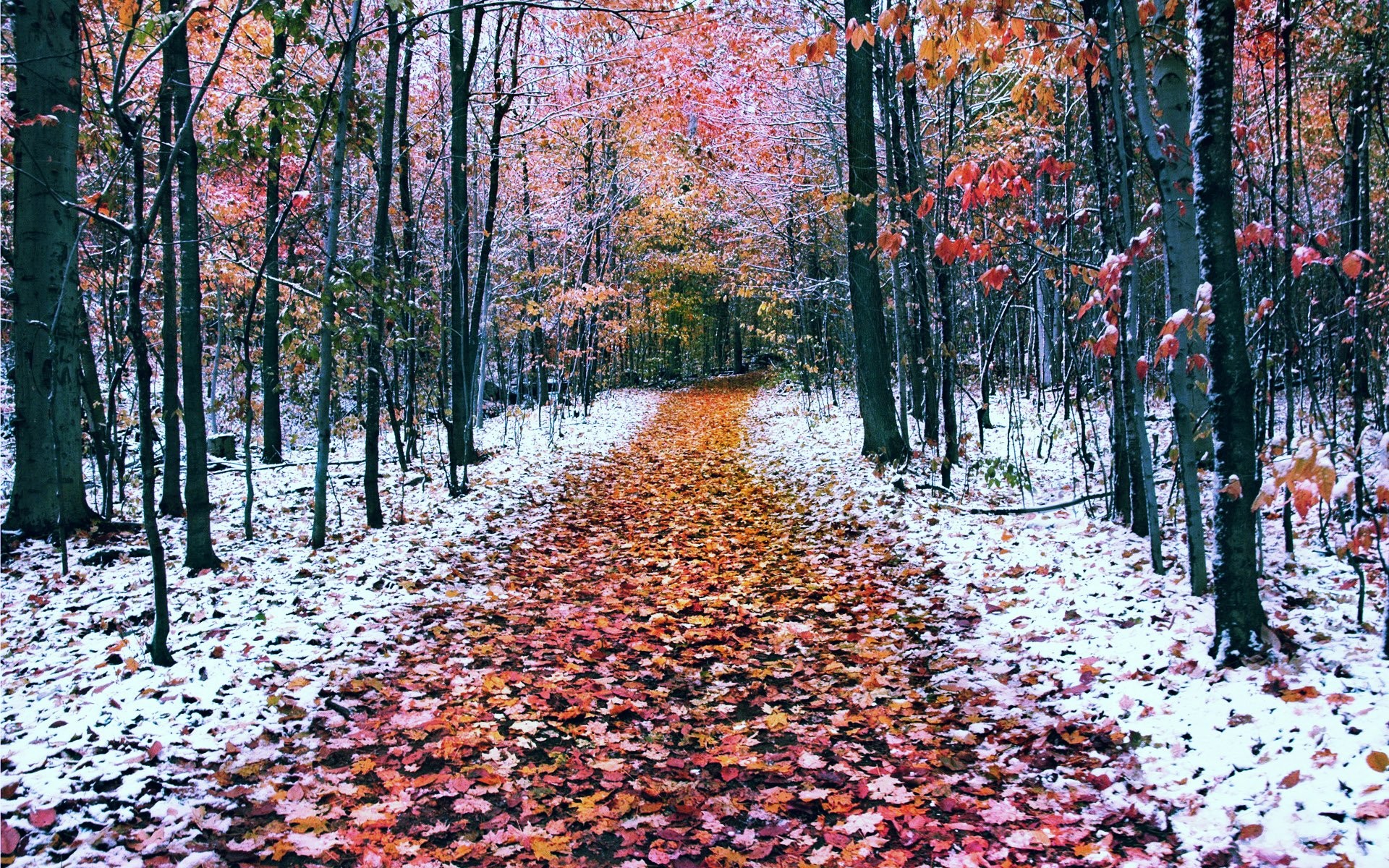 Mac Winter Wallpaper
