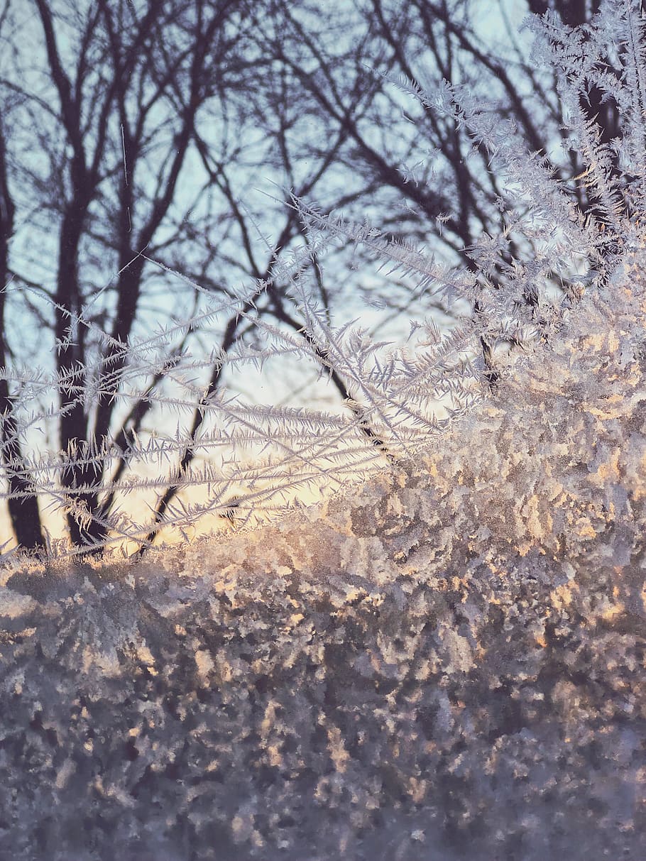 HD wallpaper: montreal, canada, frozen, snow, ice, christmas