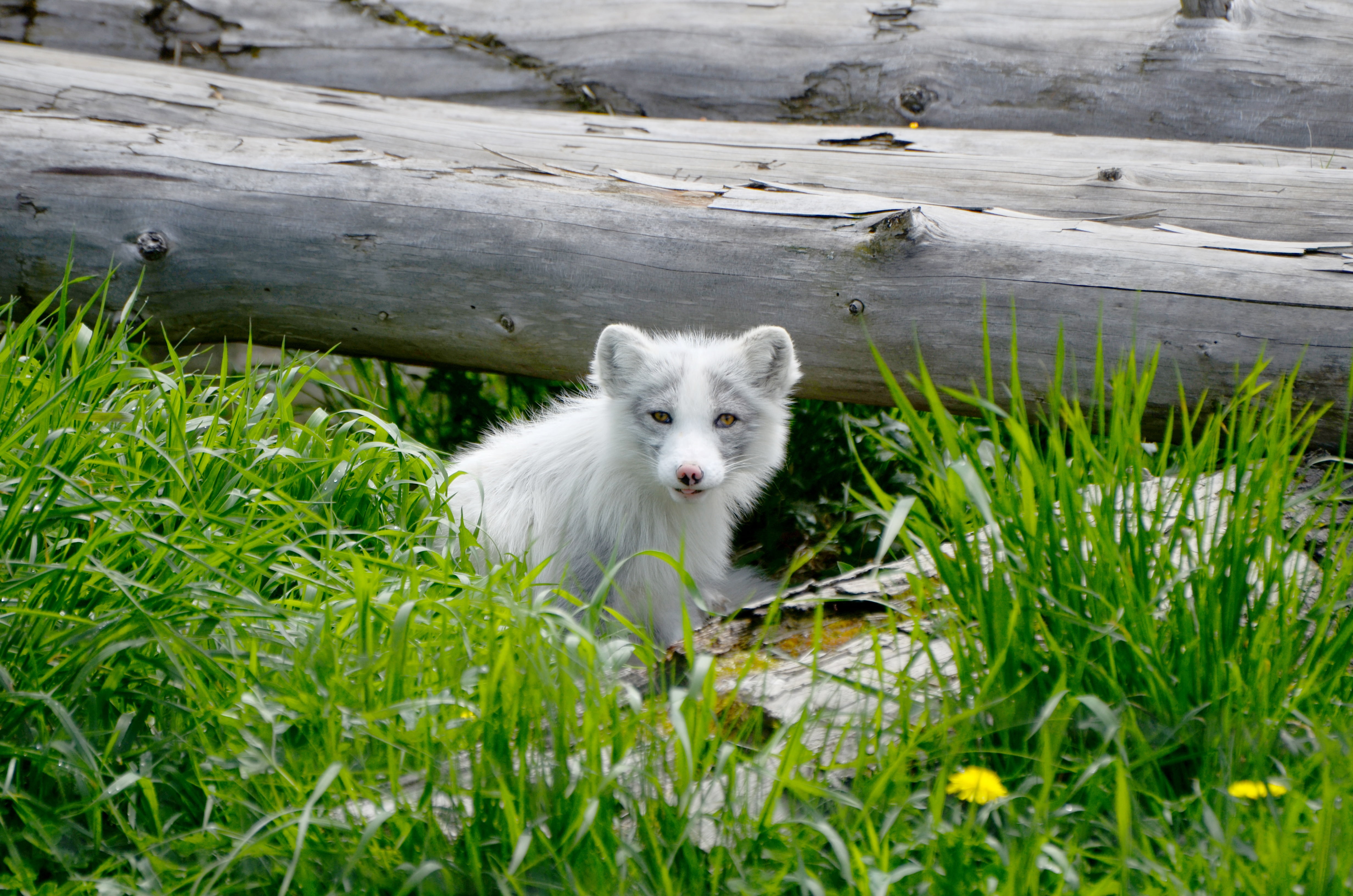 Long Coated White And Black Wolf Dog Puppy HD Wallpaper