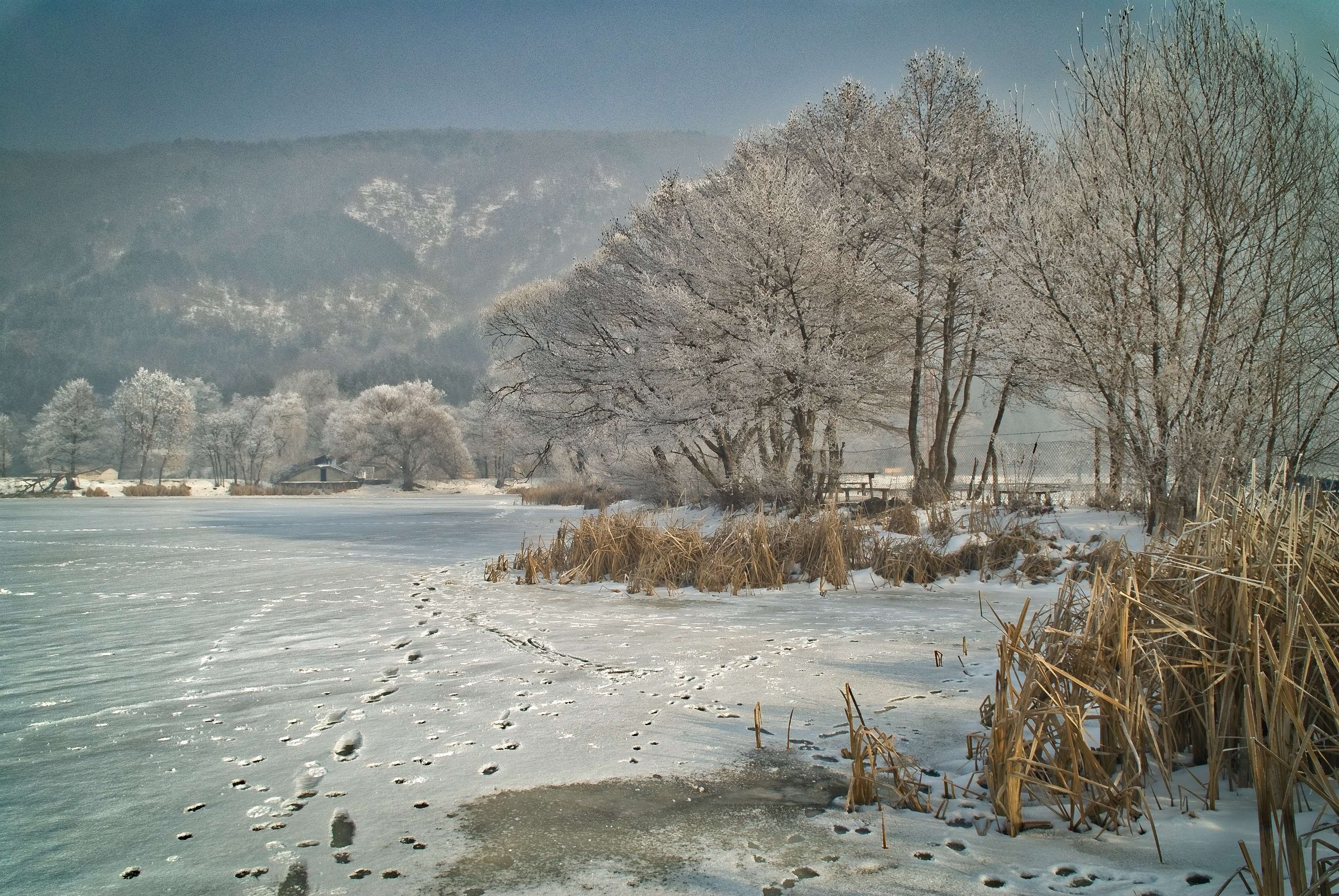 christmas, cold, forest, frost, hoarfrost, ice
