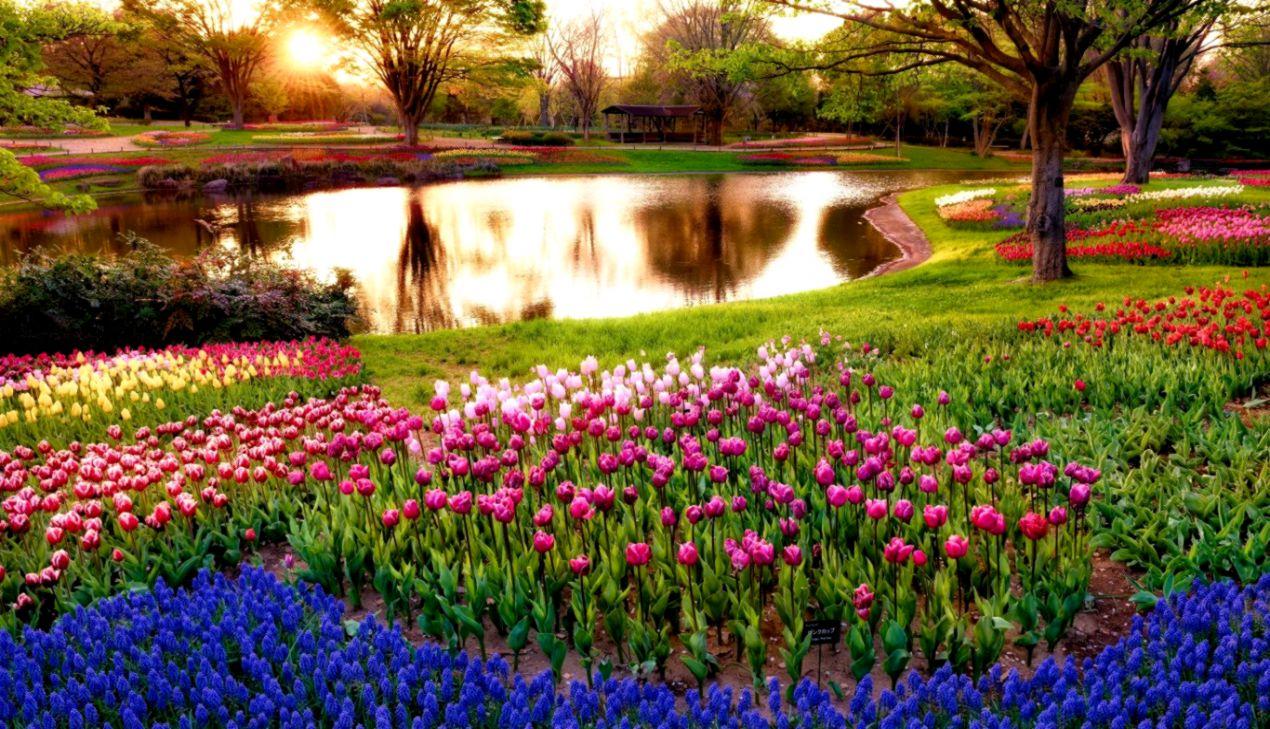 Hyacinth Flowers Grass Nature HD Wallpaper