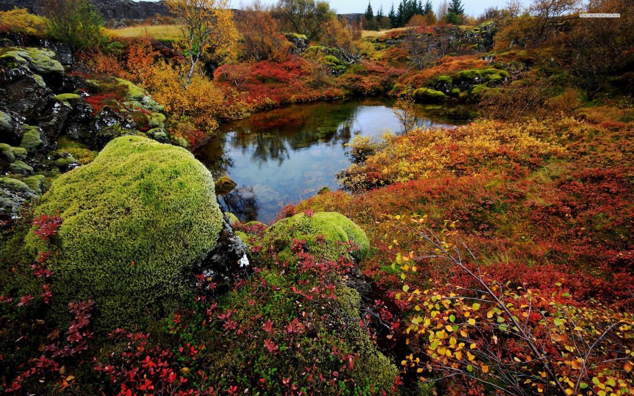 Thingvellir National Park, iceland, moss, tree, autumn, pond