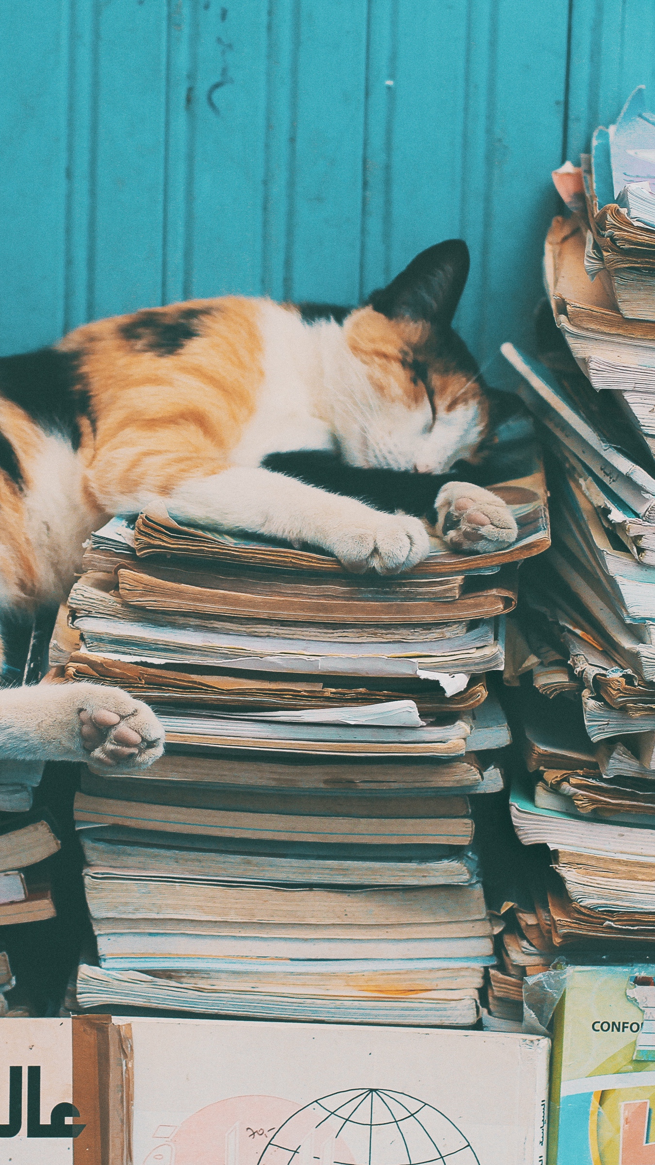 Download wallpaper 1350x2400 cat, sleep, magazines, relax