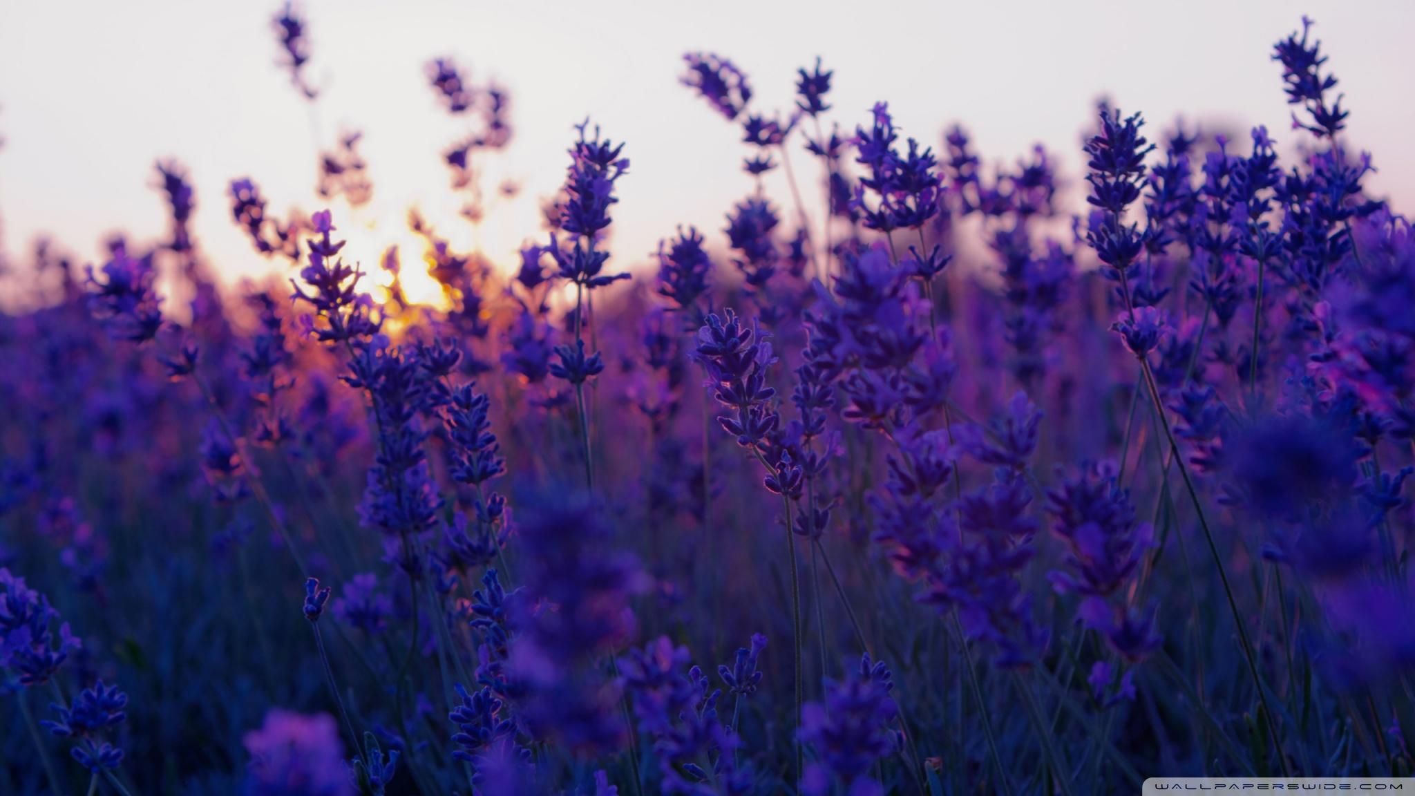 Lavender Field And Sunset ❤ 4K HD Desktop Wallpaper for 4K