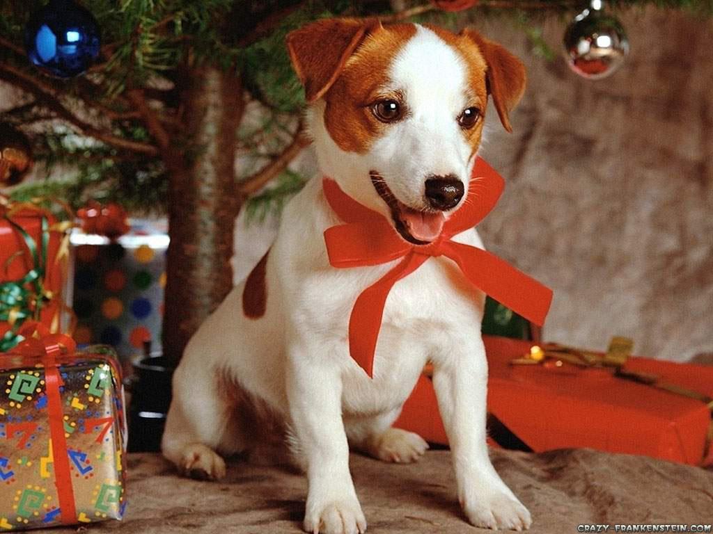 Animals: Christmas Dogs Wallpaper
