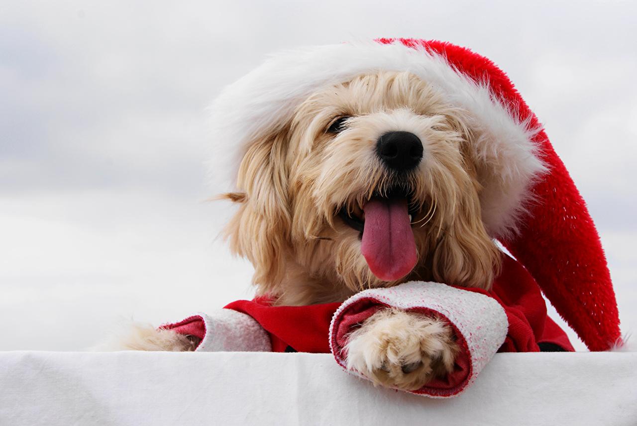 Photos Maltese Bolognese dog Christmas Tongue Winter hat Animals