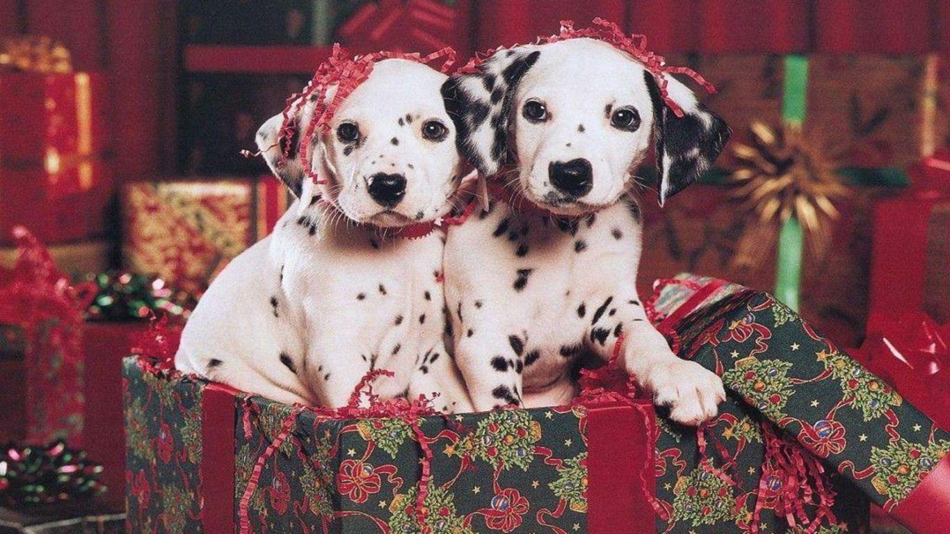Cute Christmas Puppies Desktop Wallpaper