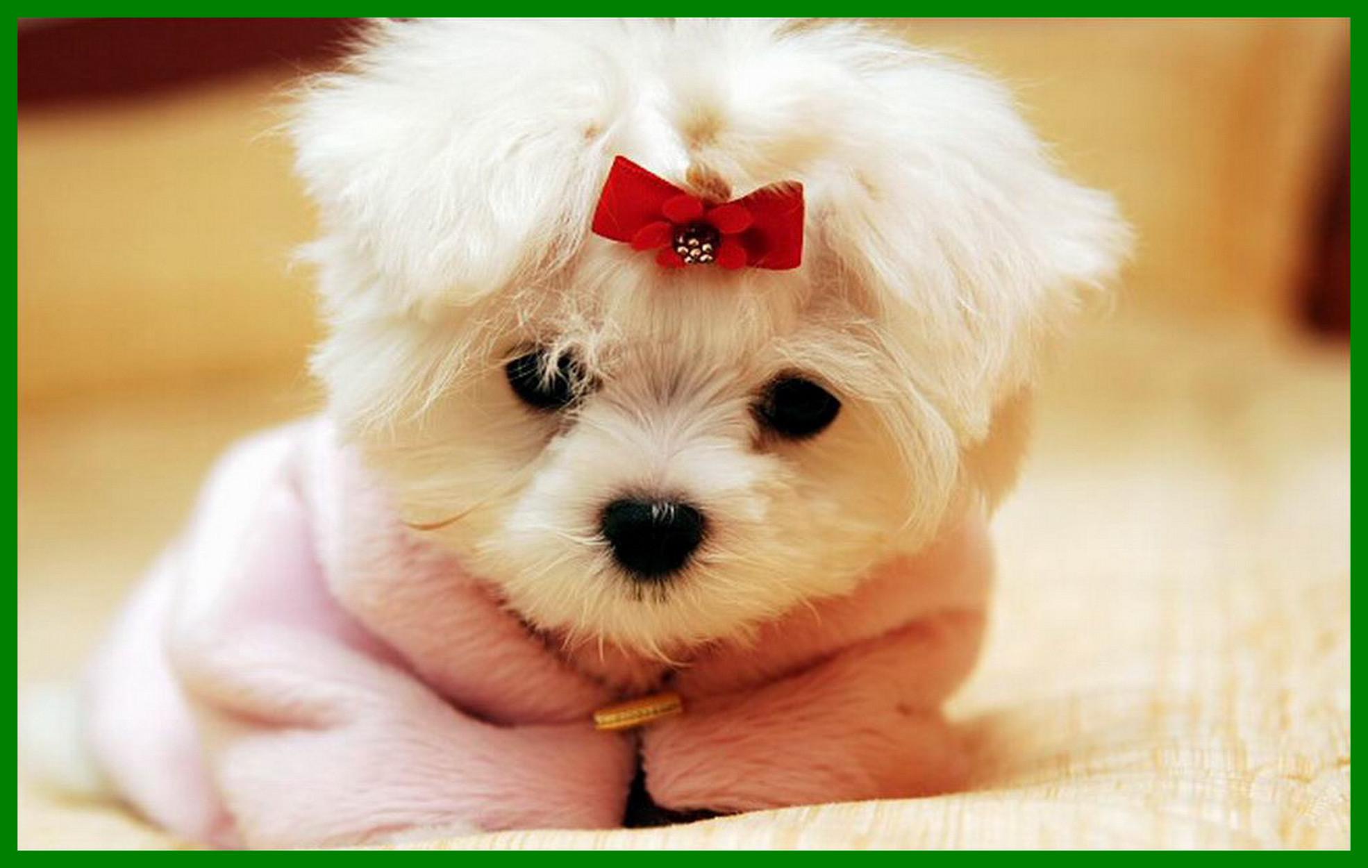 Christmas Dog Wallpaper background picture