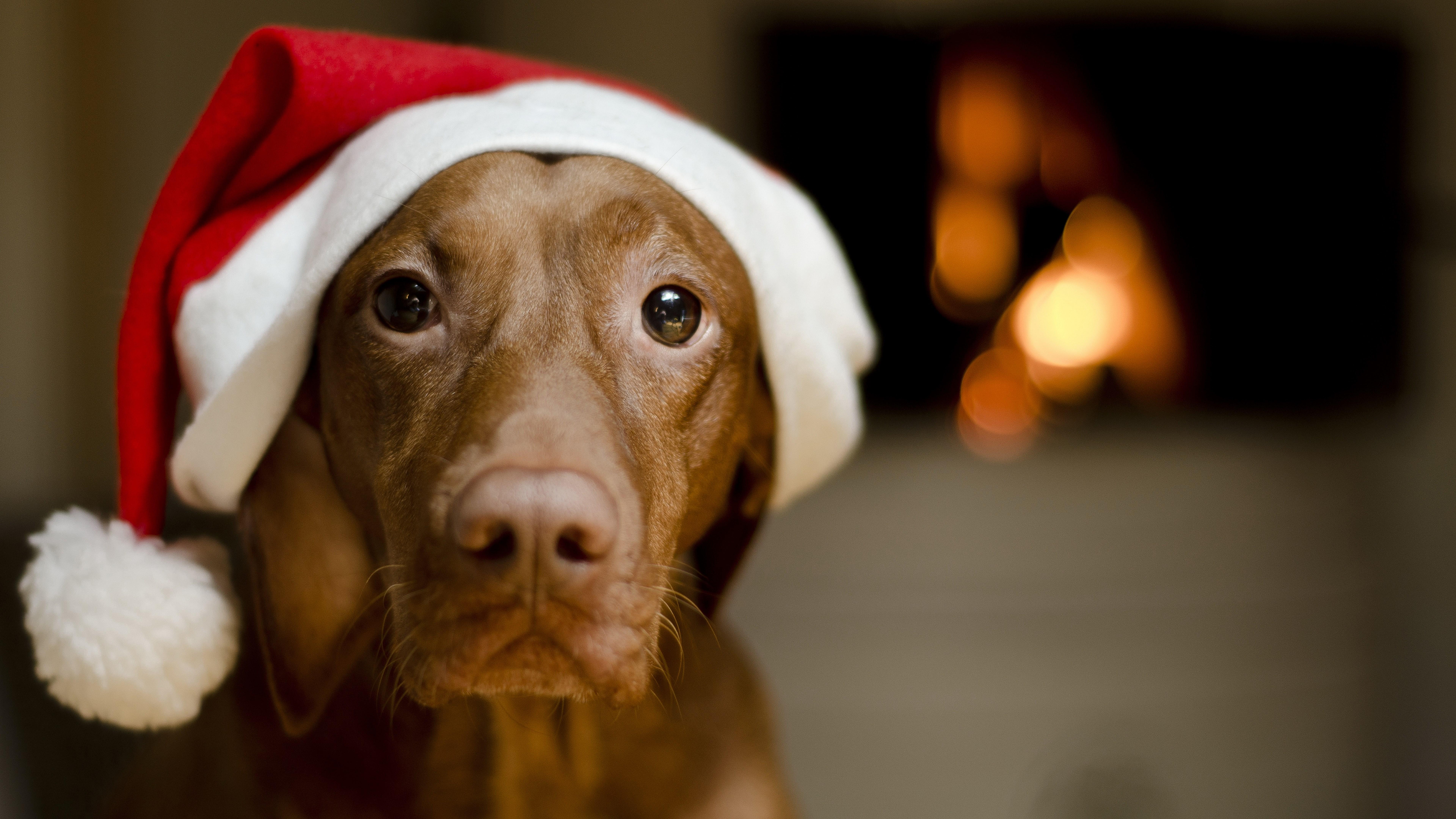 8k christmas vizsla dog image. Beautiful dogs