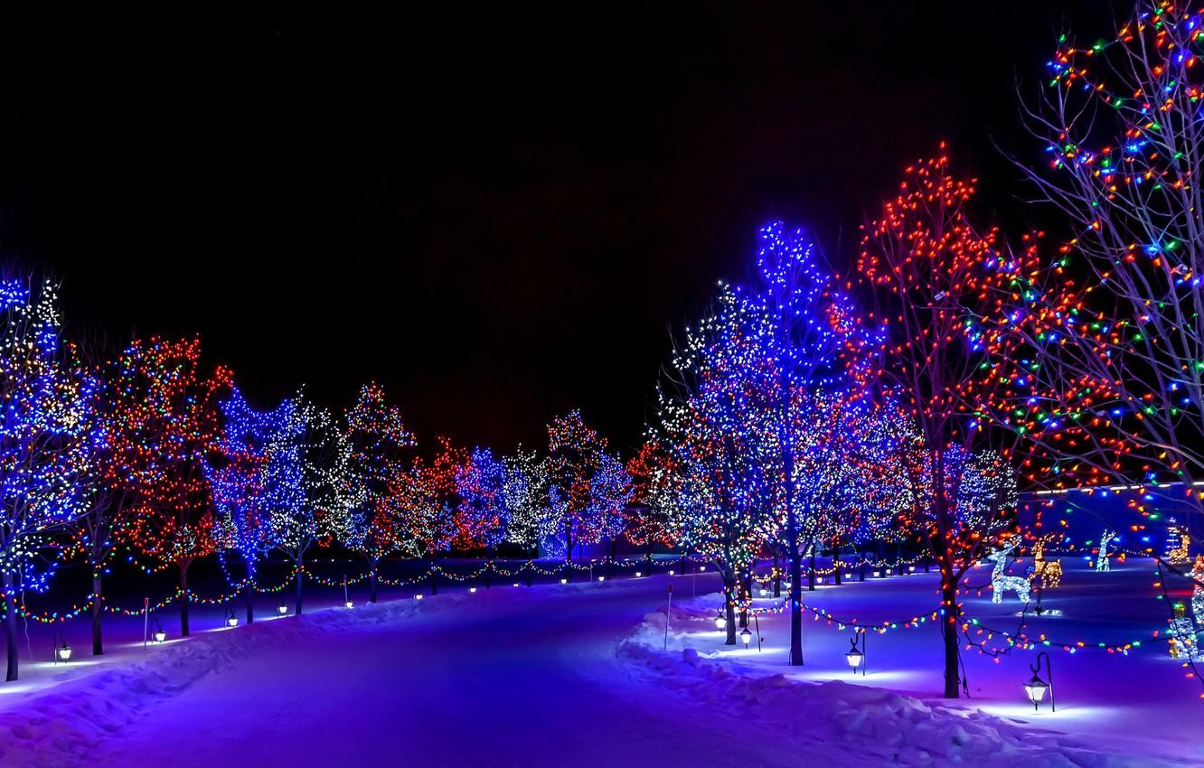 Wallpaper winter, snow, decoration, trees, night, lights