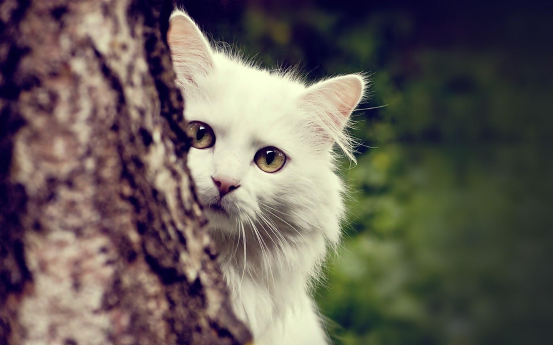 White Cat Desktop Wallpaper 62686 1920x1200px