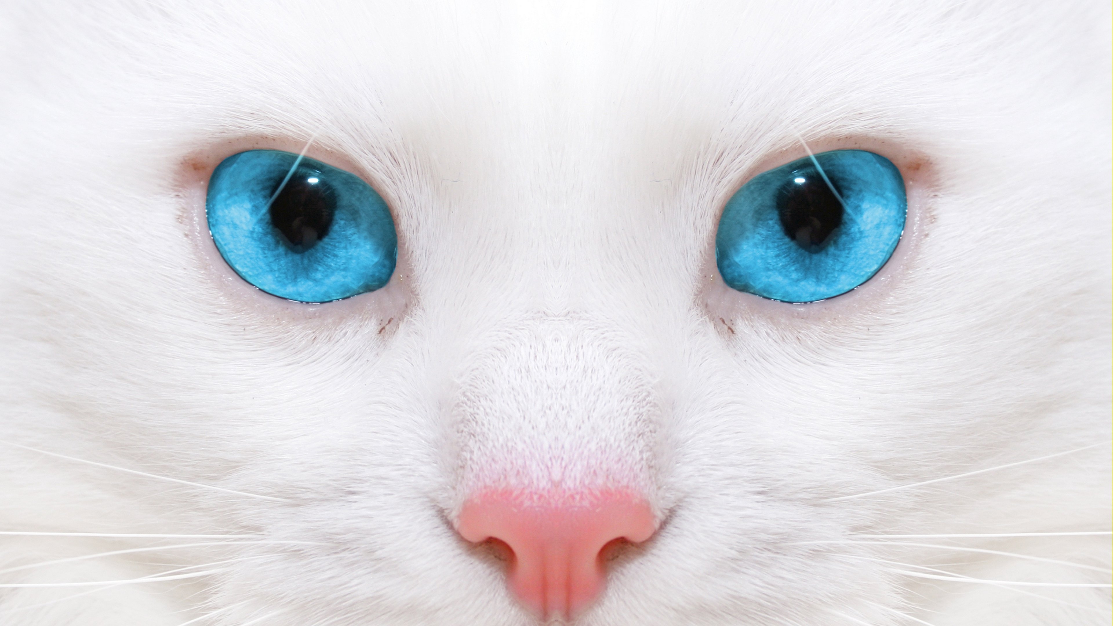 White Cat Desktop Wallpapers - Wallpaper Cave