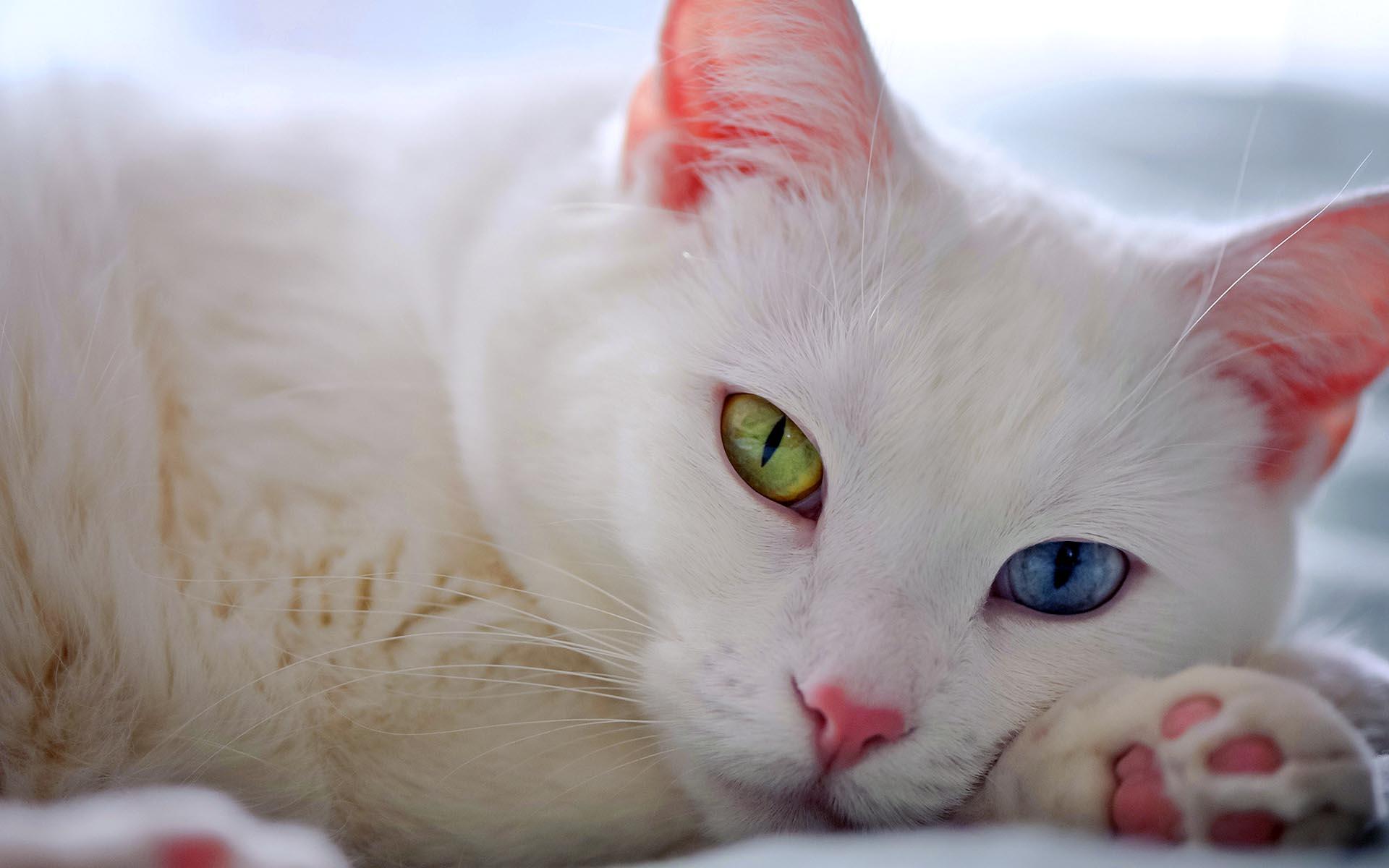 White Cat Desktop Wallpapers - Wallpaper Cave