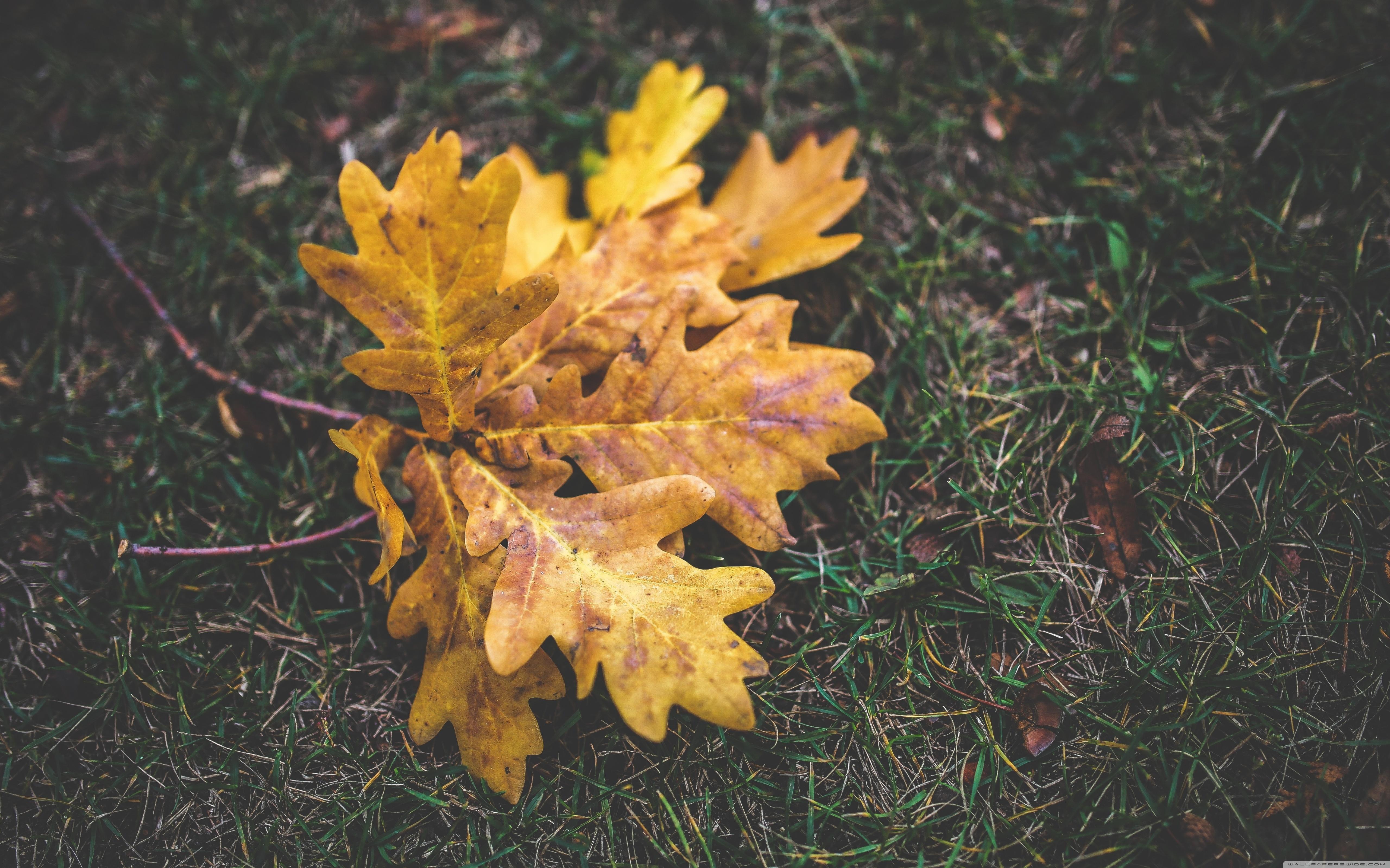 Fall Oak Leaves ❤ 4K HD Desktop Wallpaper for 4K Ultra HD