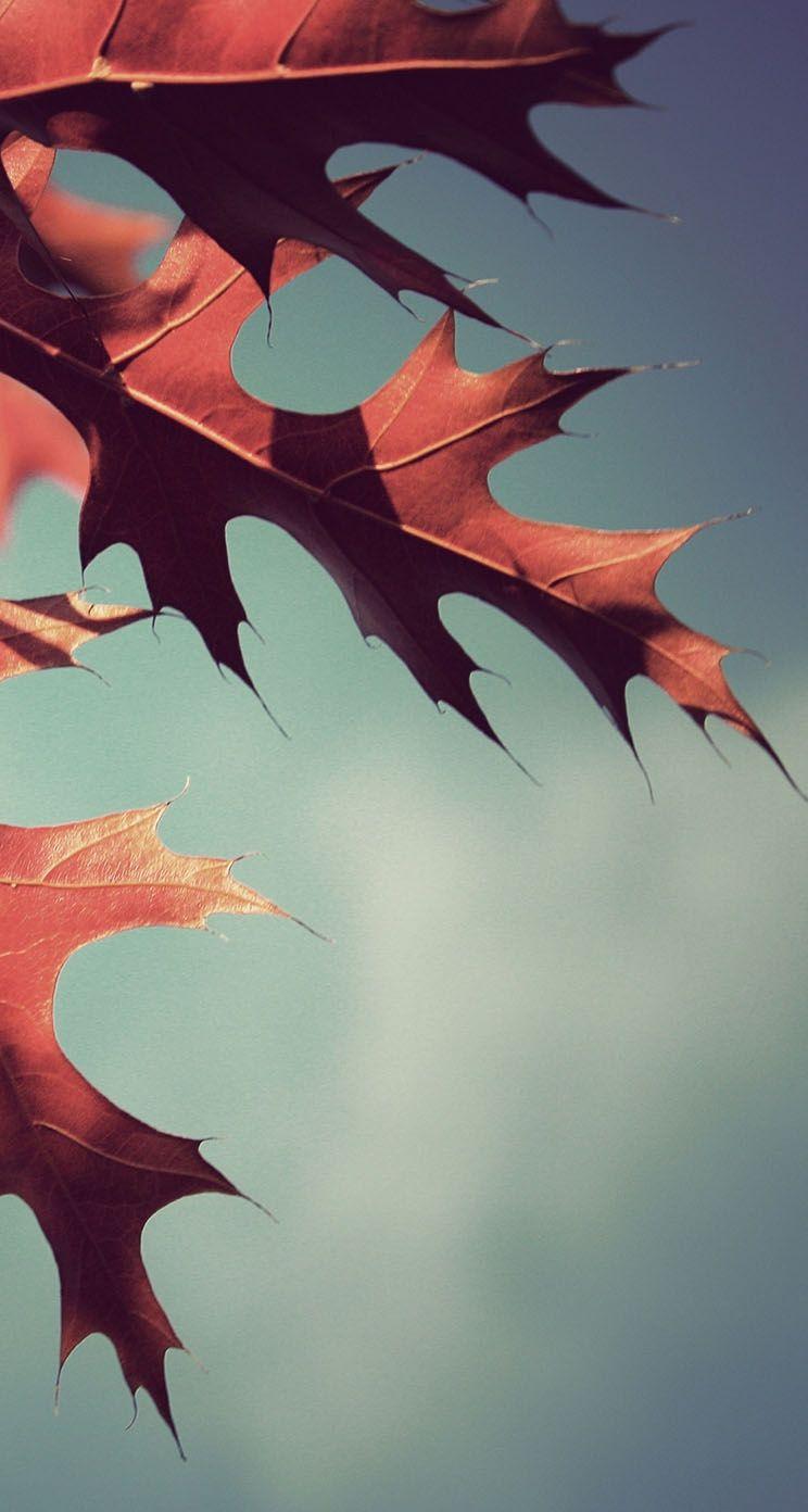 Fall Oak Leaves. Wallpaper. Plant wallpaper, iPhone