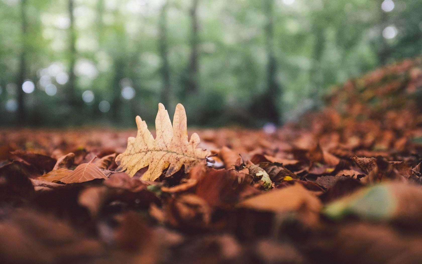 Forest Leaves Fallen Fall Leaf Oak Autumn Nature wallpaper