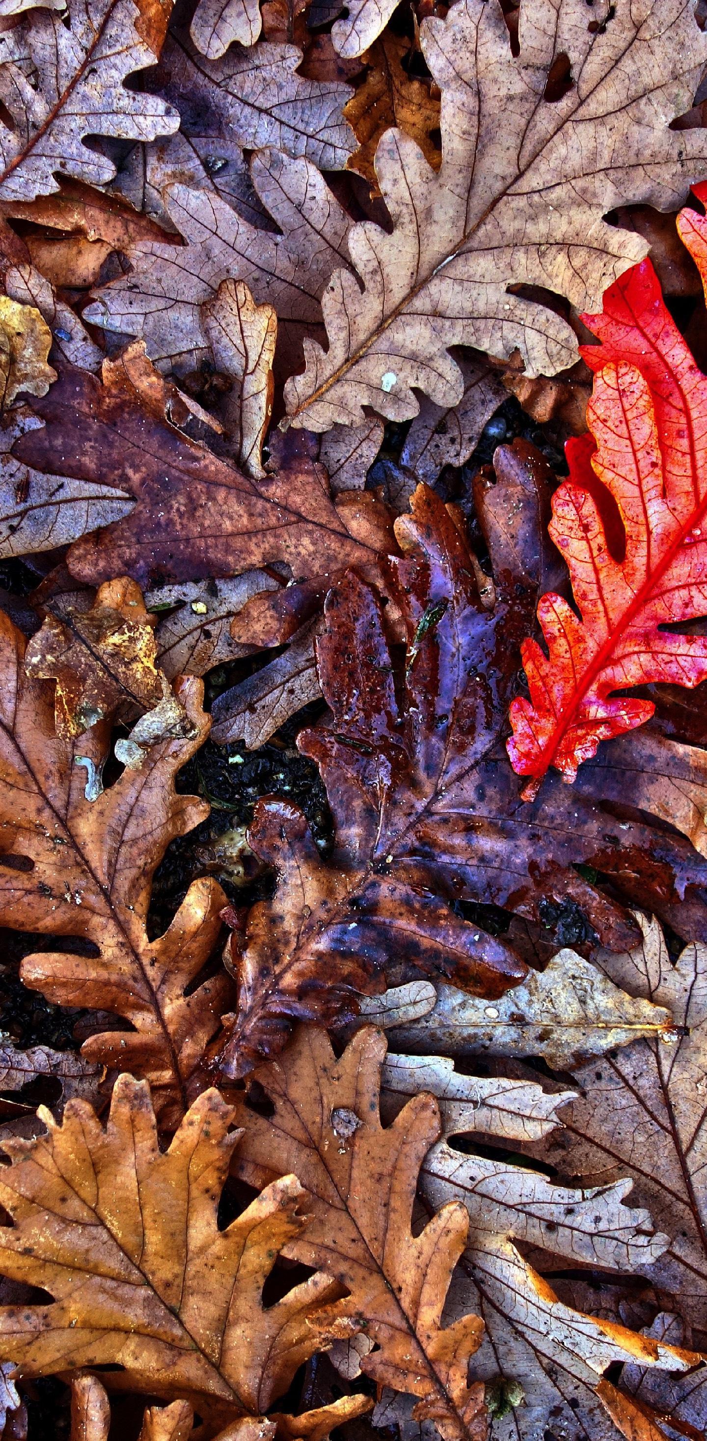 Download 1440x2960 wallpaper oak leaves, autumn, fall