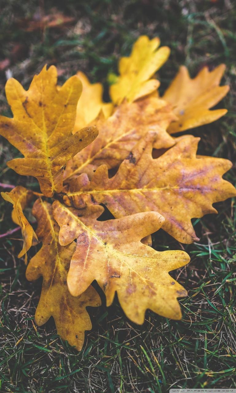 Fall Oak Leaves ❤ 4K HD Desktop Wallpaper for 4K Ultra HD