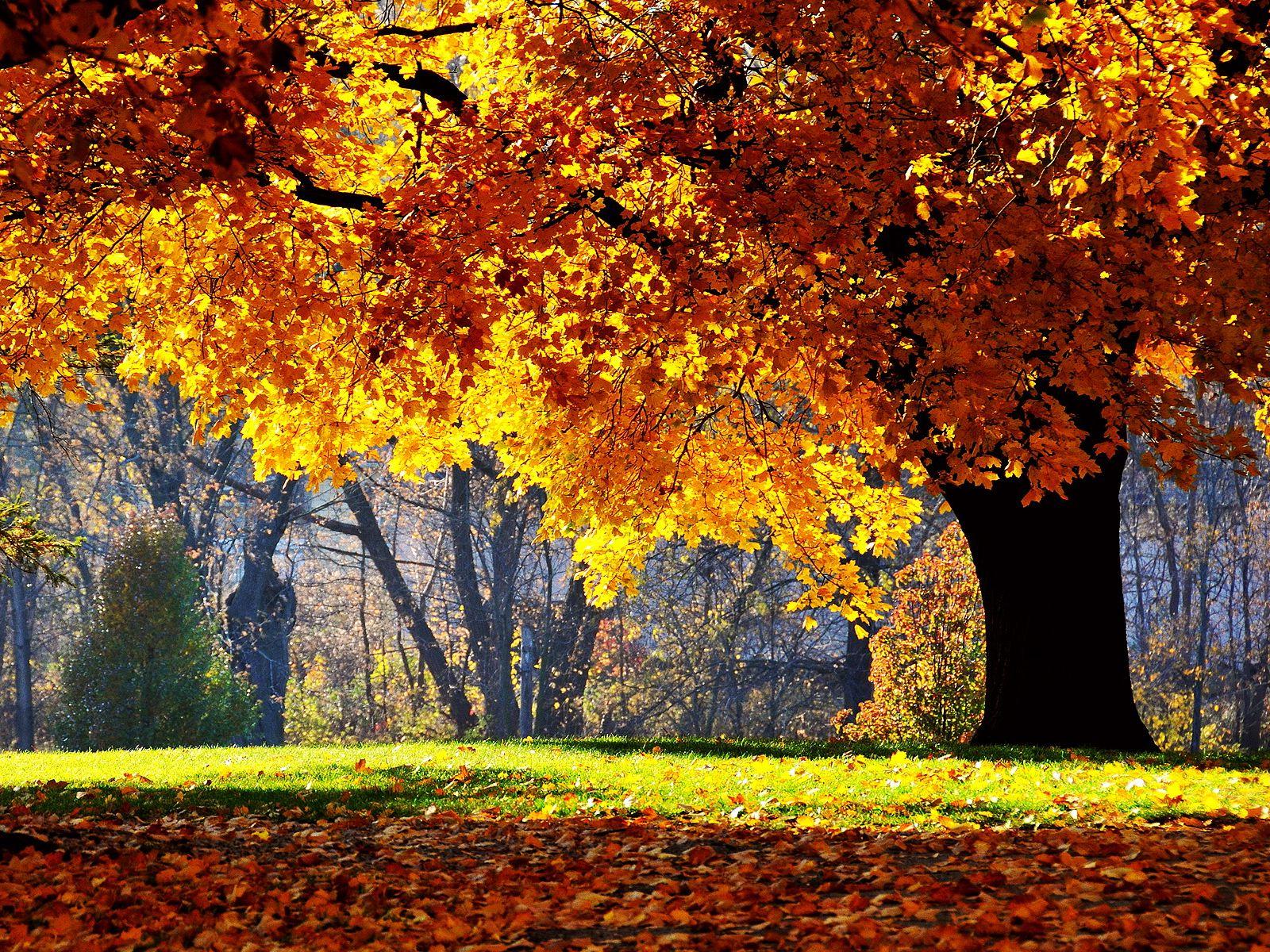 Wallpaper Download Autumn Oak Tree Oil Painting