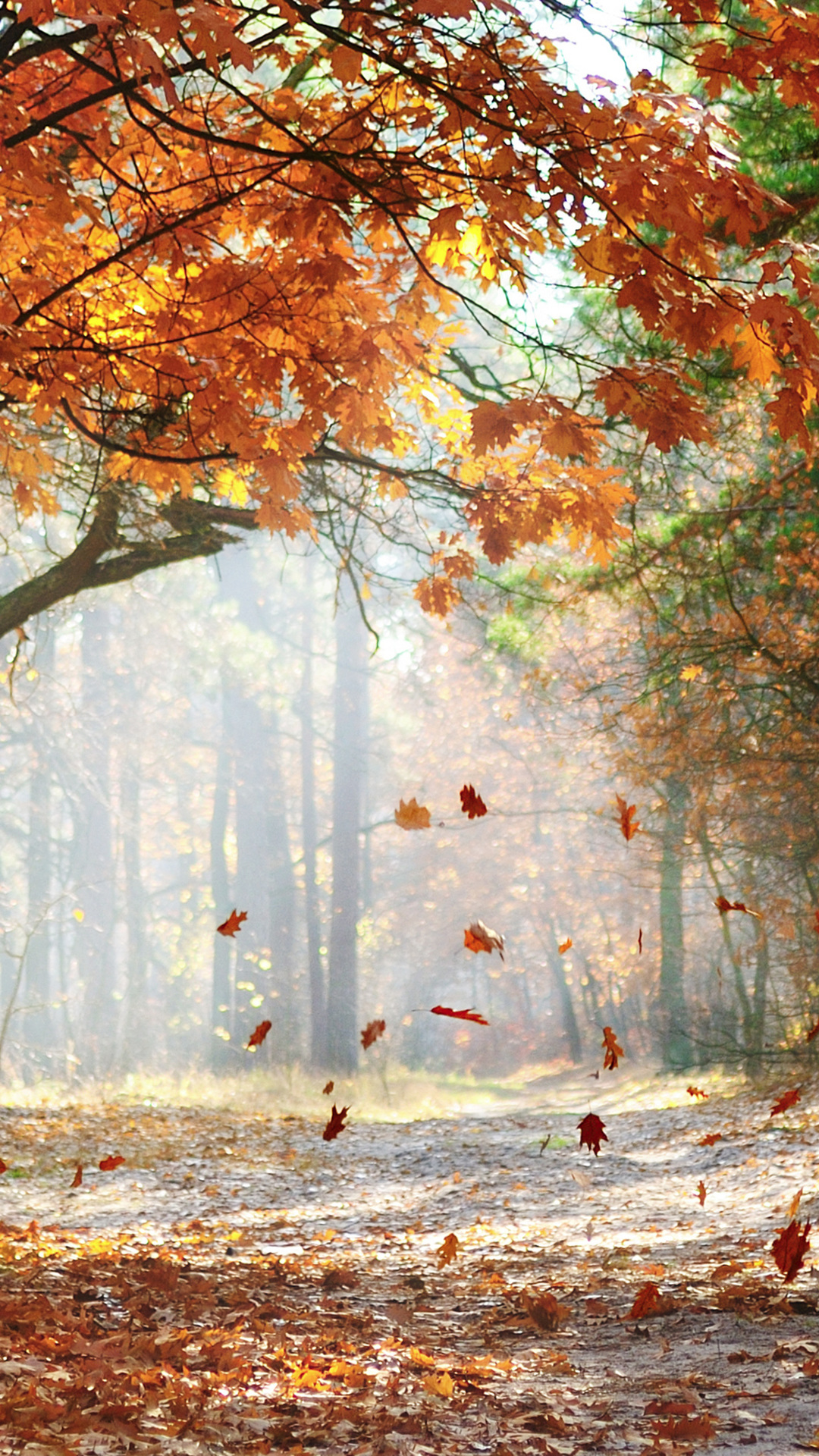 1080x road, beautiful, landscape, autumn trees