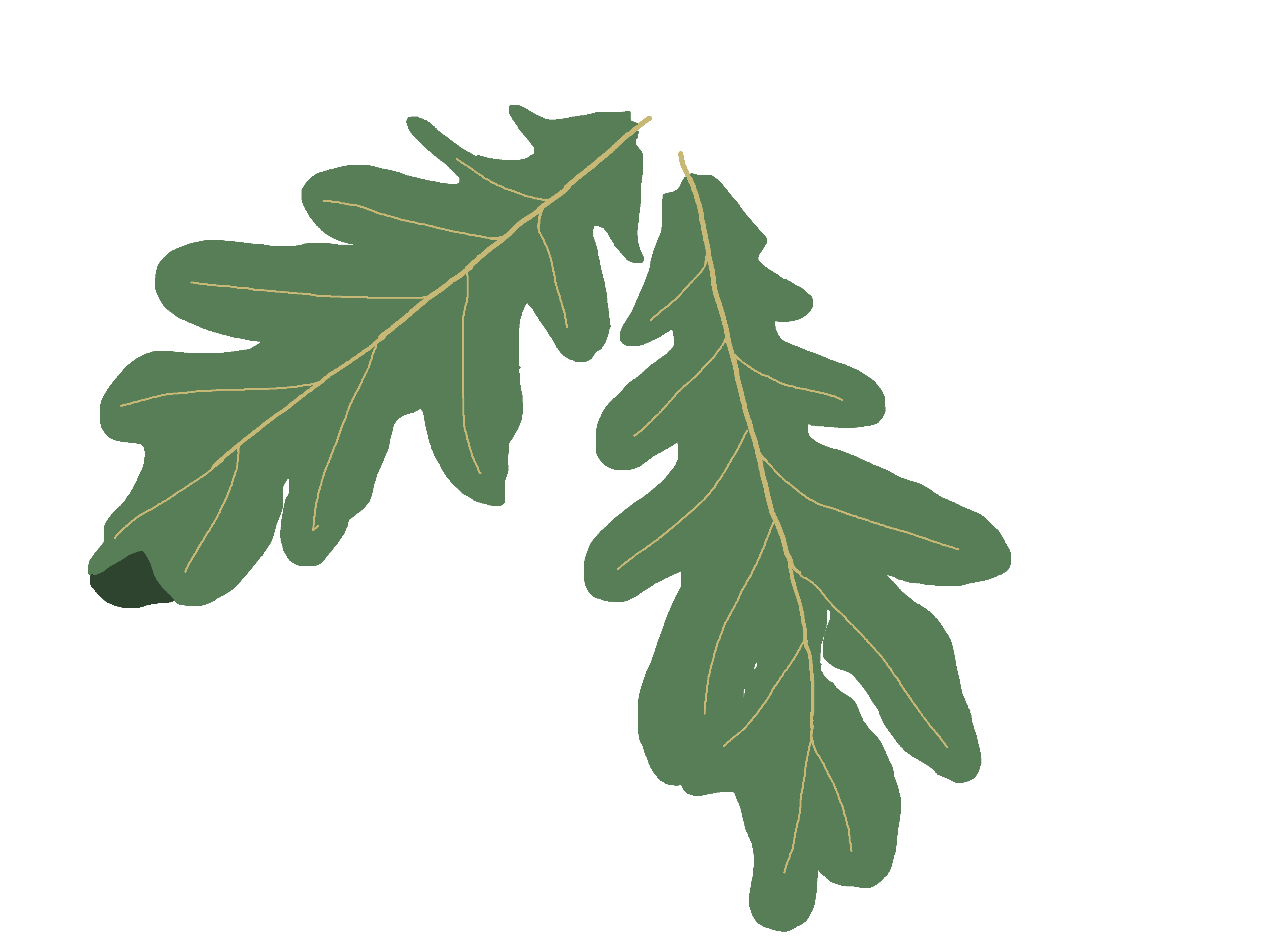 Oak leaves, Jasmine Schwartz bright, format definition