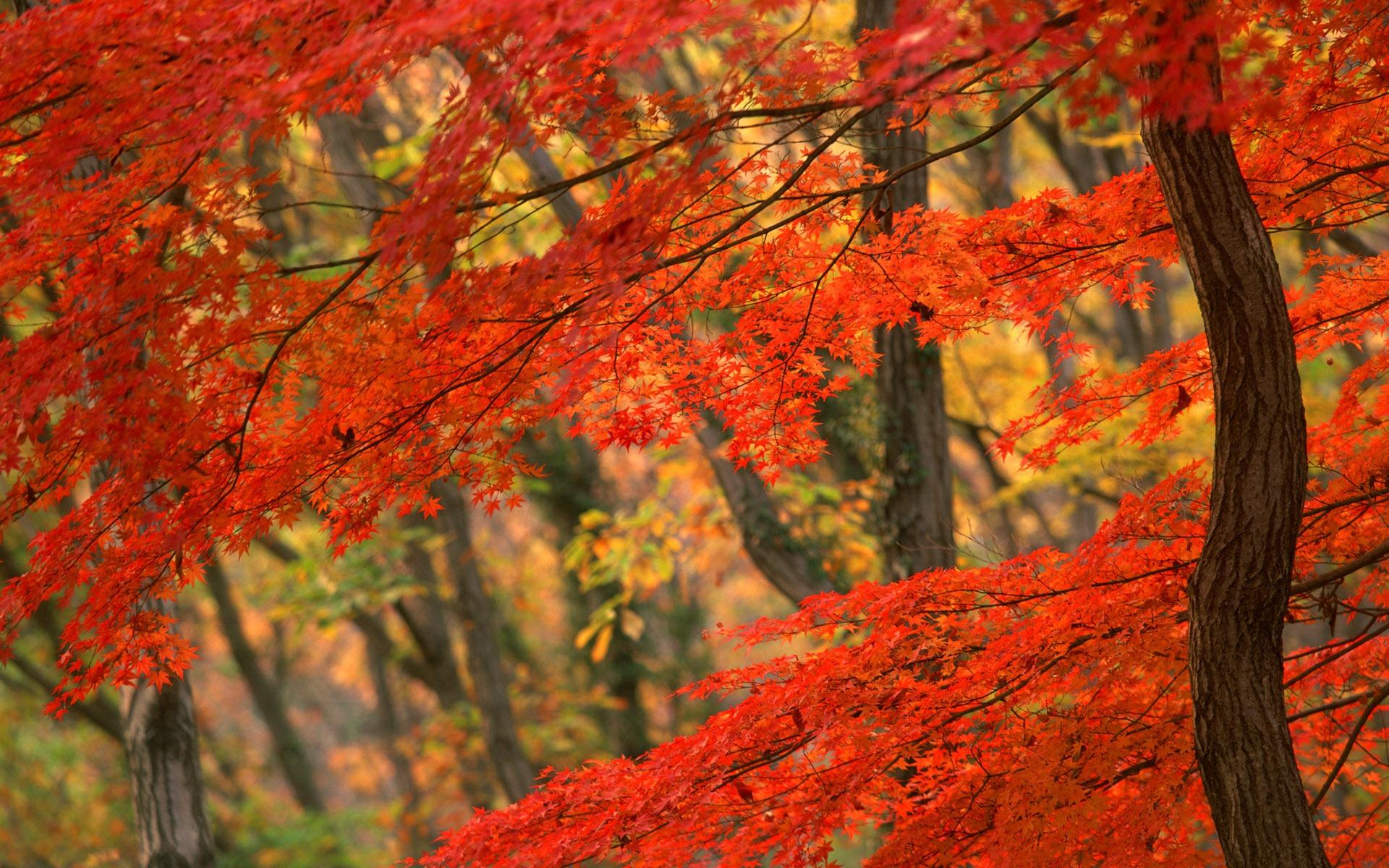 Red Oak Leaves Widescreen Wallpaper. Wide Wallpaper.NET