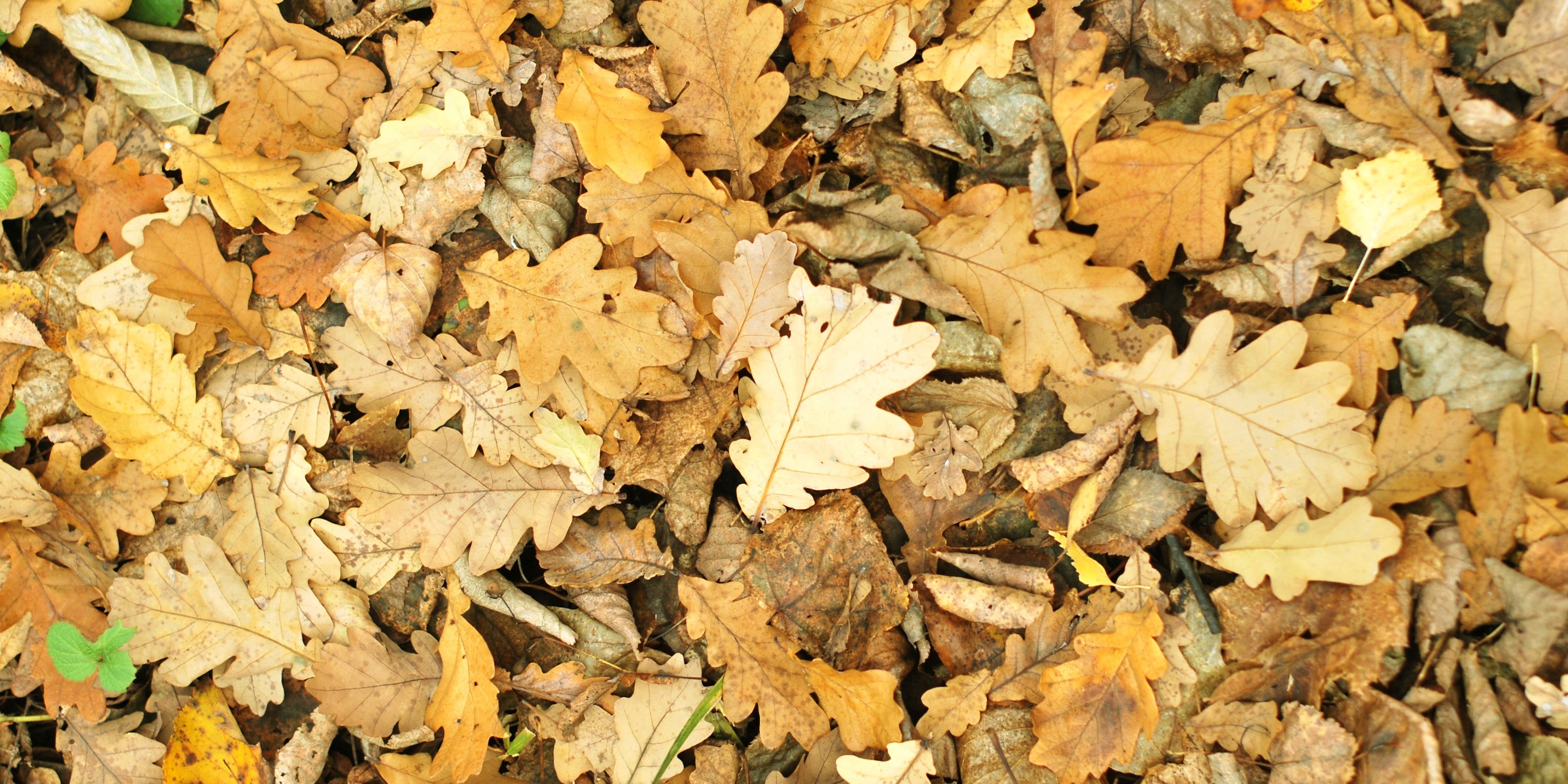 Download 3600x1800 Autumn, Leaves, Ground, Fall Wallpaper