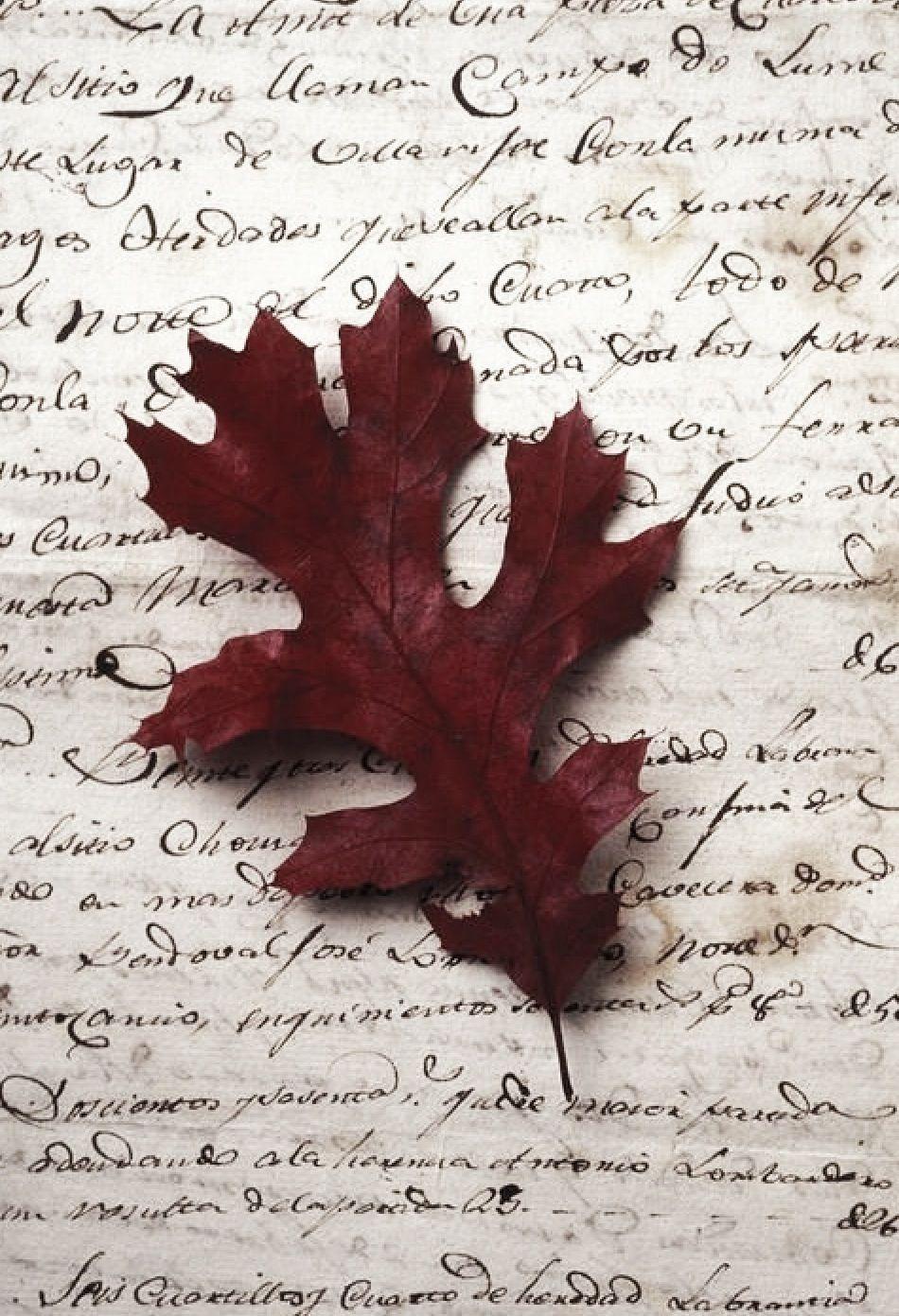 Dried Oak Leaf On Old Letter, Close Up. Wallpaper