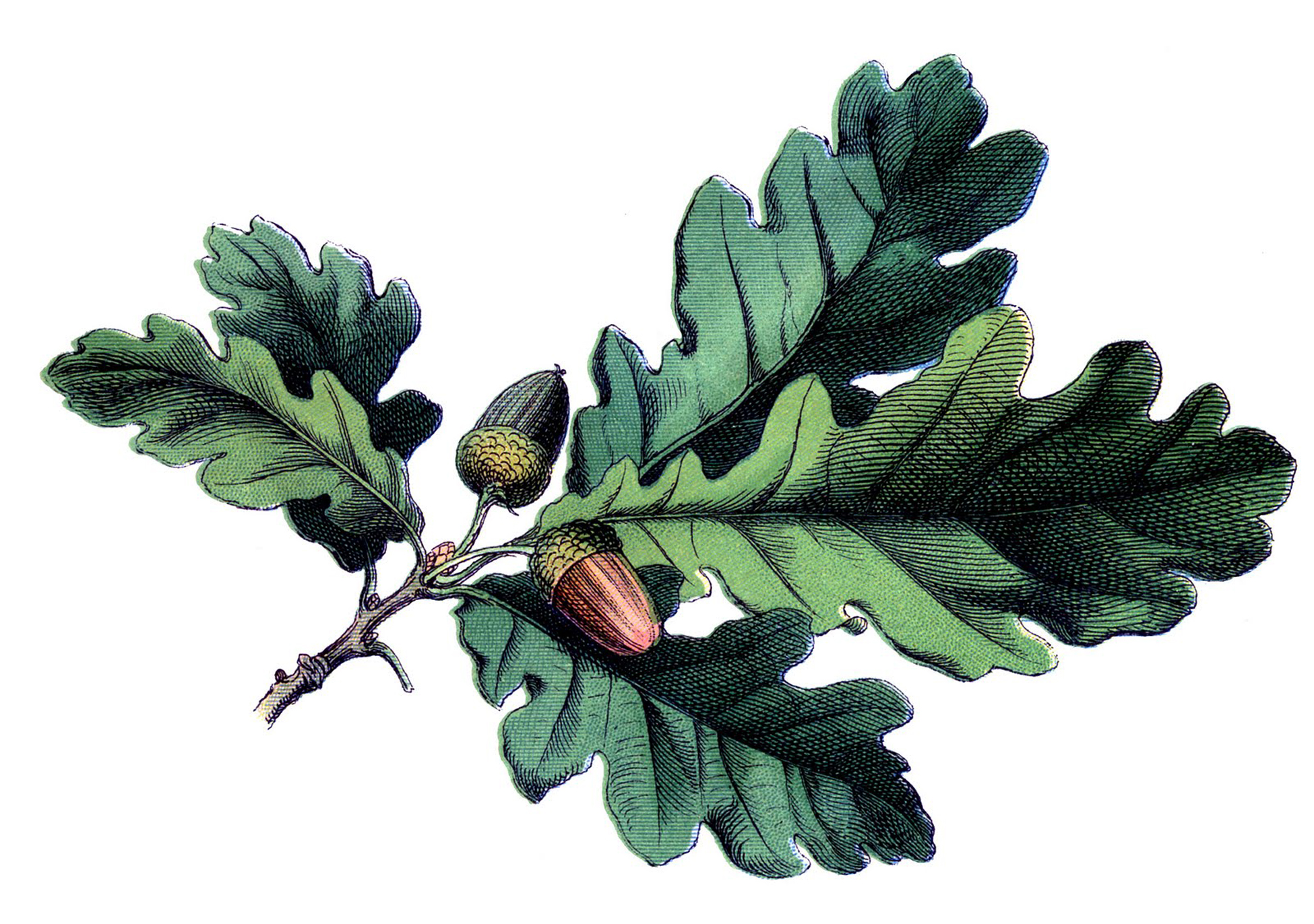 Oak Leaf Image with Acorns Graphics Fairy