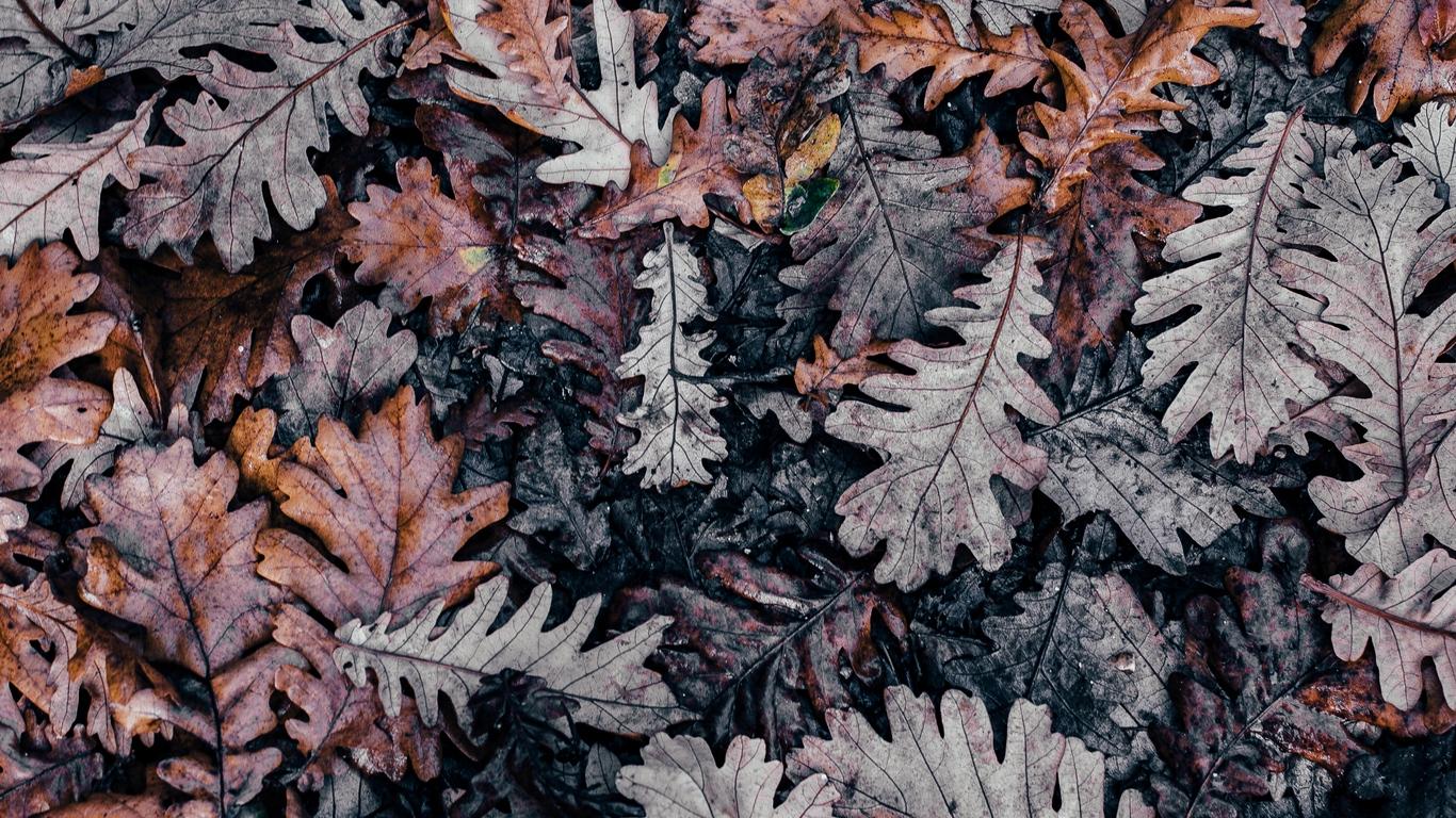 Download wallpaper 1366x768 autumn, leaves, fallen tablet