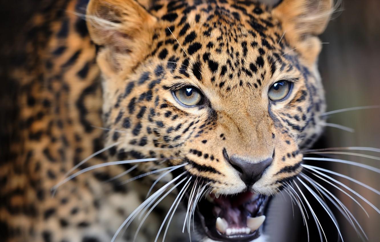 Beautiful Leopard Animal Wallpapers - Wallpaper Cave